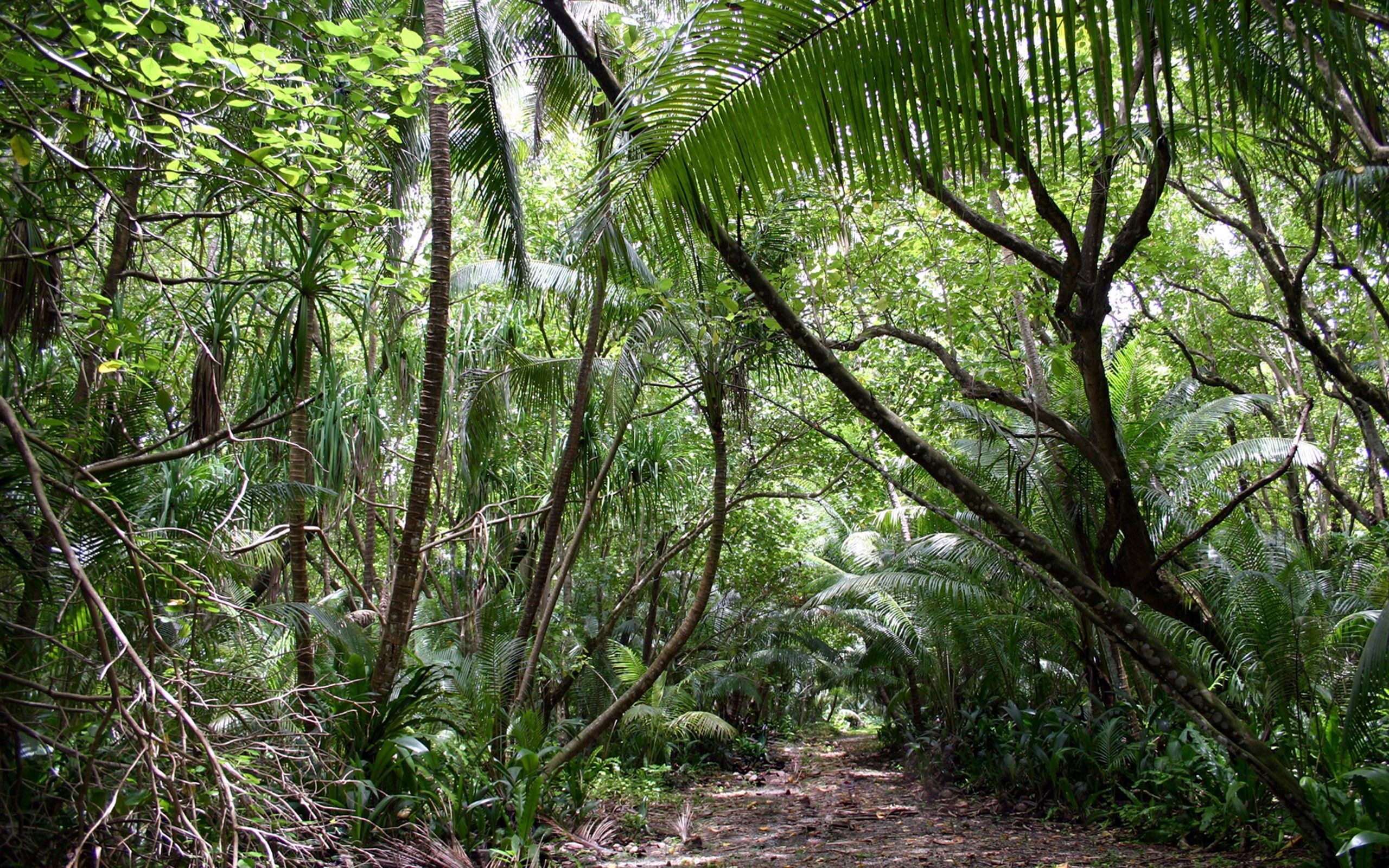 Free download wallpaper Vegetation Trees, Tropics, Jungle, Nature, Forest on your PC desktop