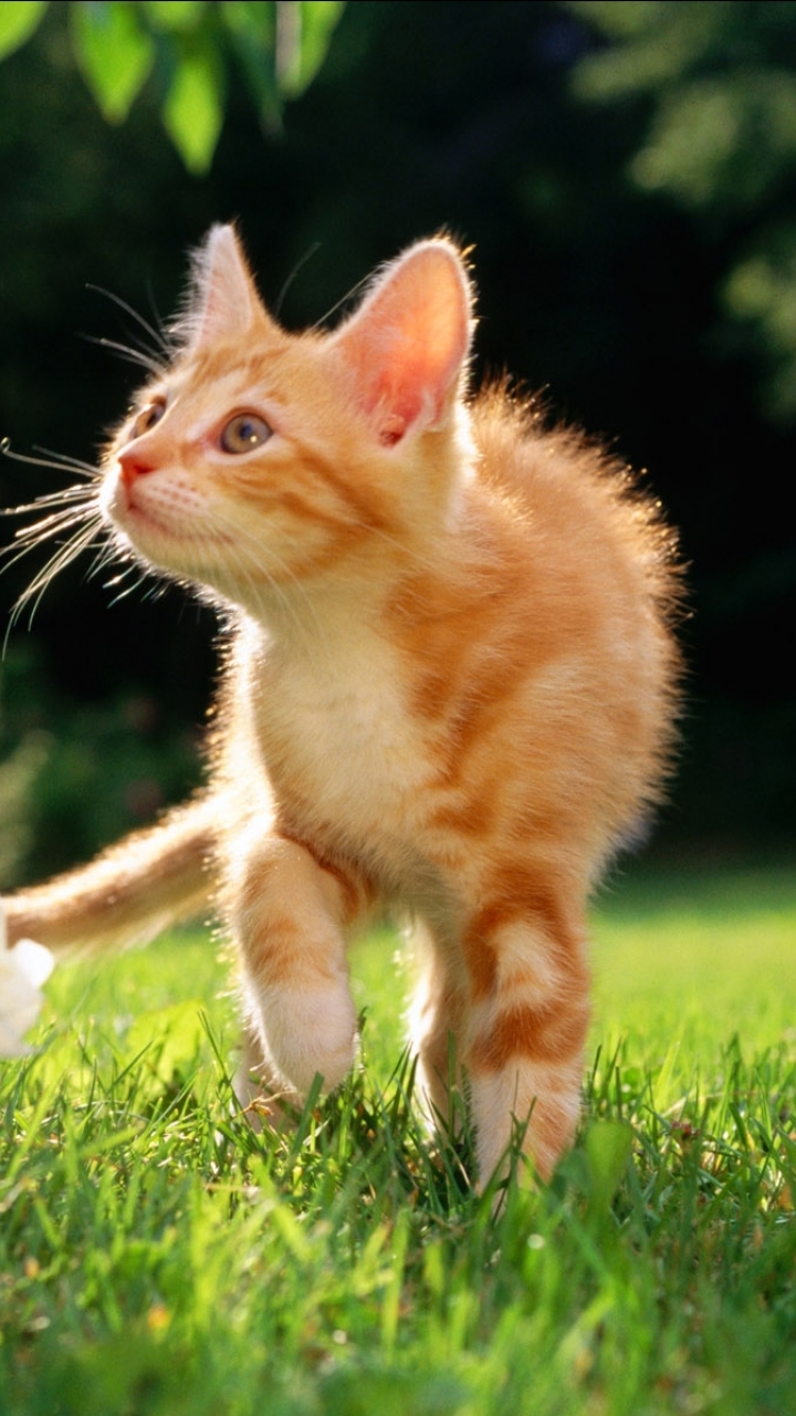 Download mobile wallpaper Cats, Grass, Flower, Cat, Kitten, Animal, Garden for free.