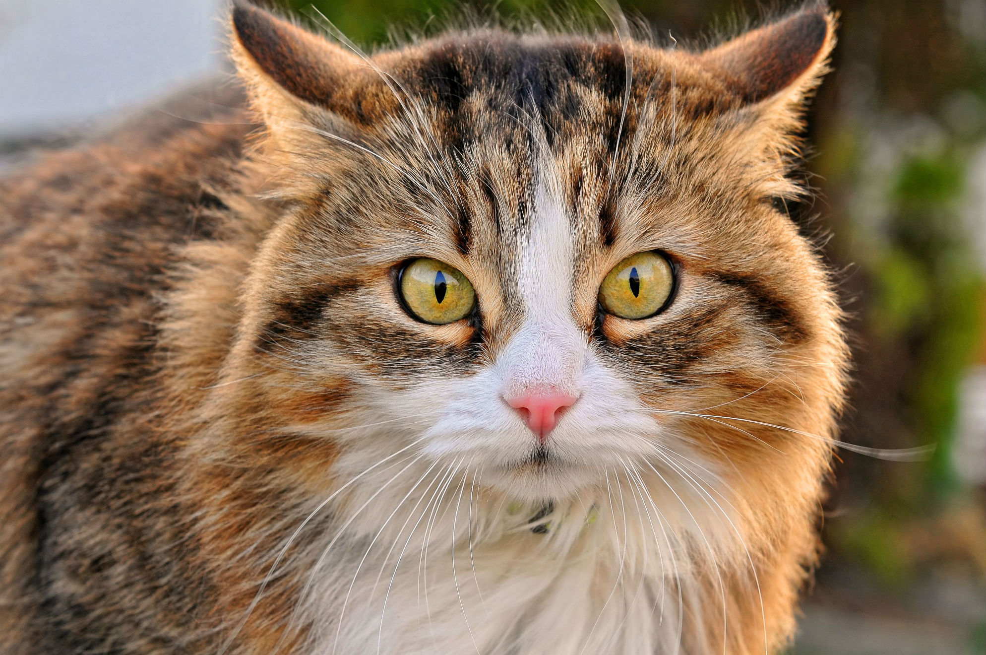 Baixe gratuitamente a imagem Animais, Gatos, Gato na área de trabalho do seu PC