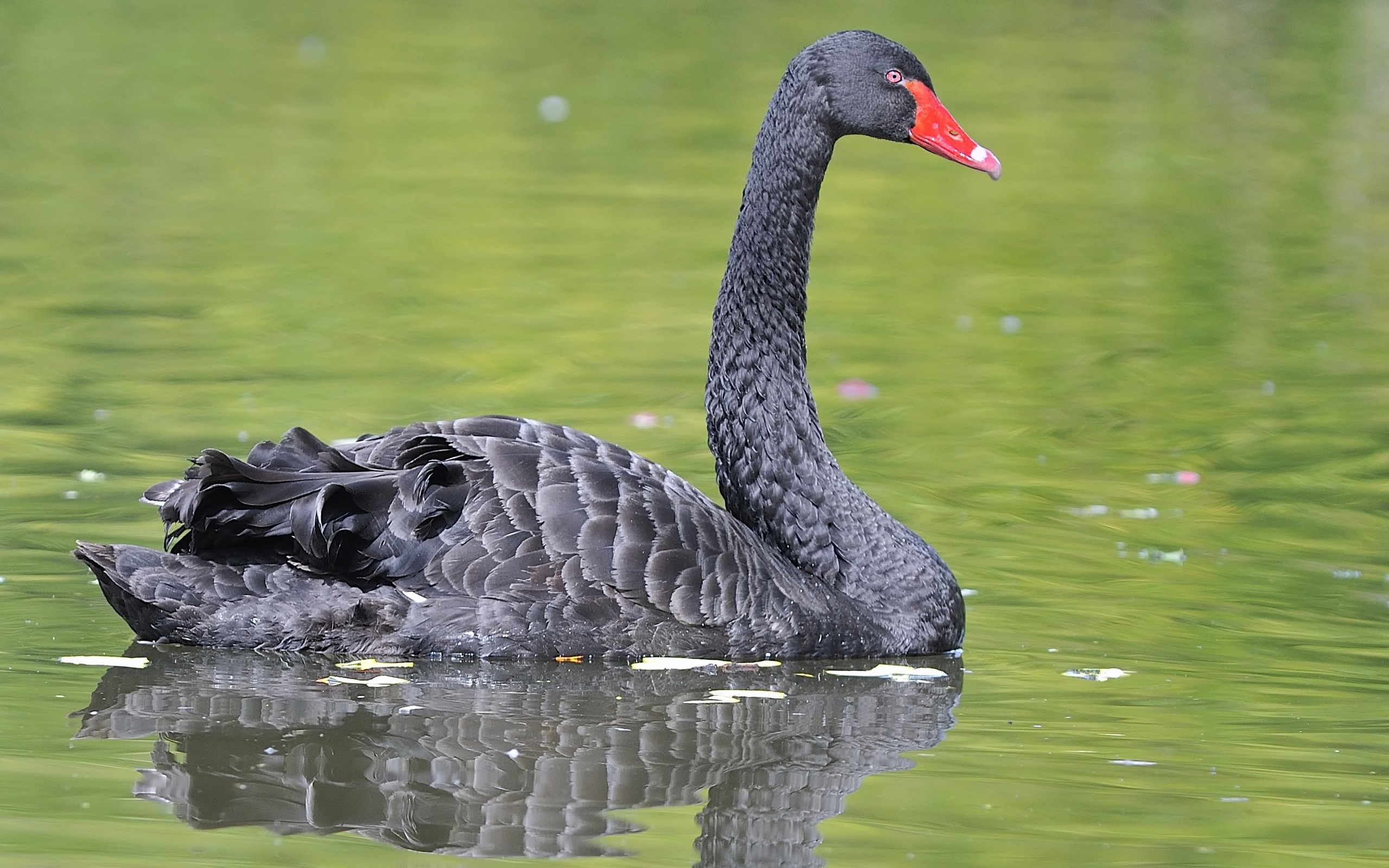 animal, black swan, birds