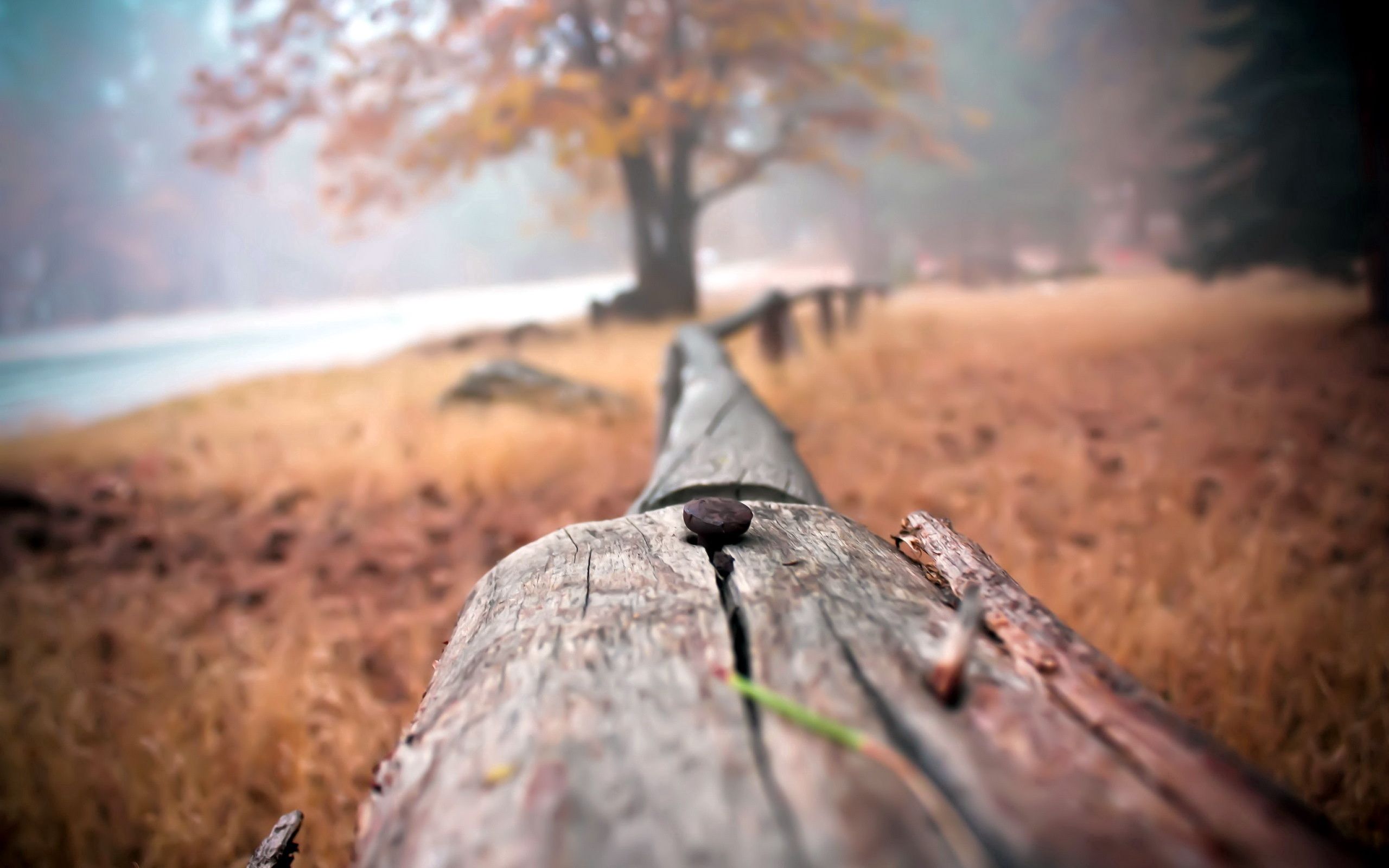 fence, macro, background download HD wallpaper