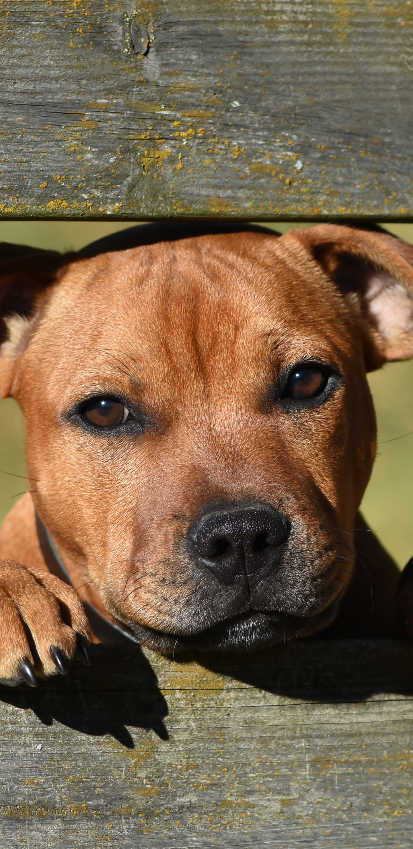 Descarga gratis la imagen Animales, Perros, Perro, Bozal, Staffordshire Bull Terrier en el escritorio de tu PC