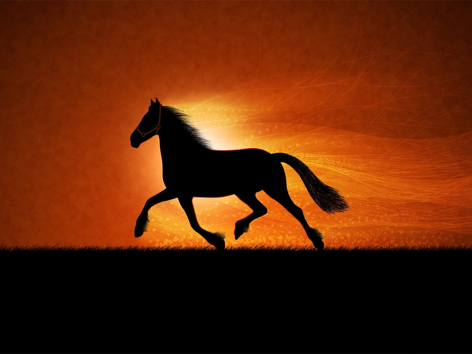 PCデスクトップに動物, オレンジ, 馬, 写真画像を無料でダウンロード