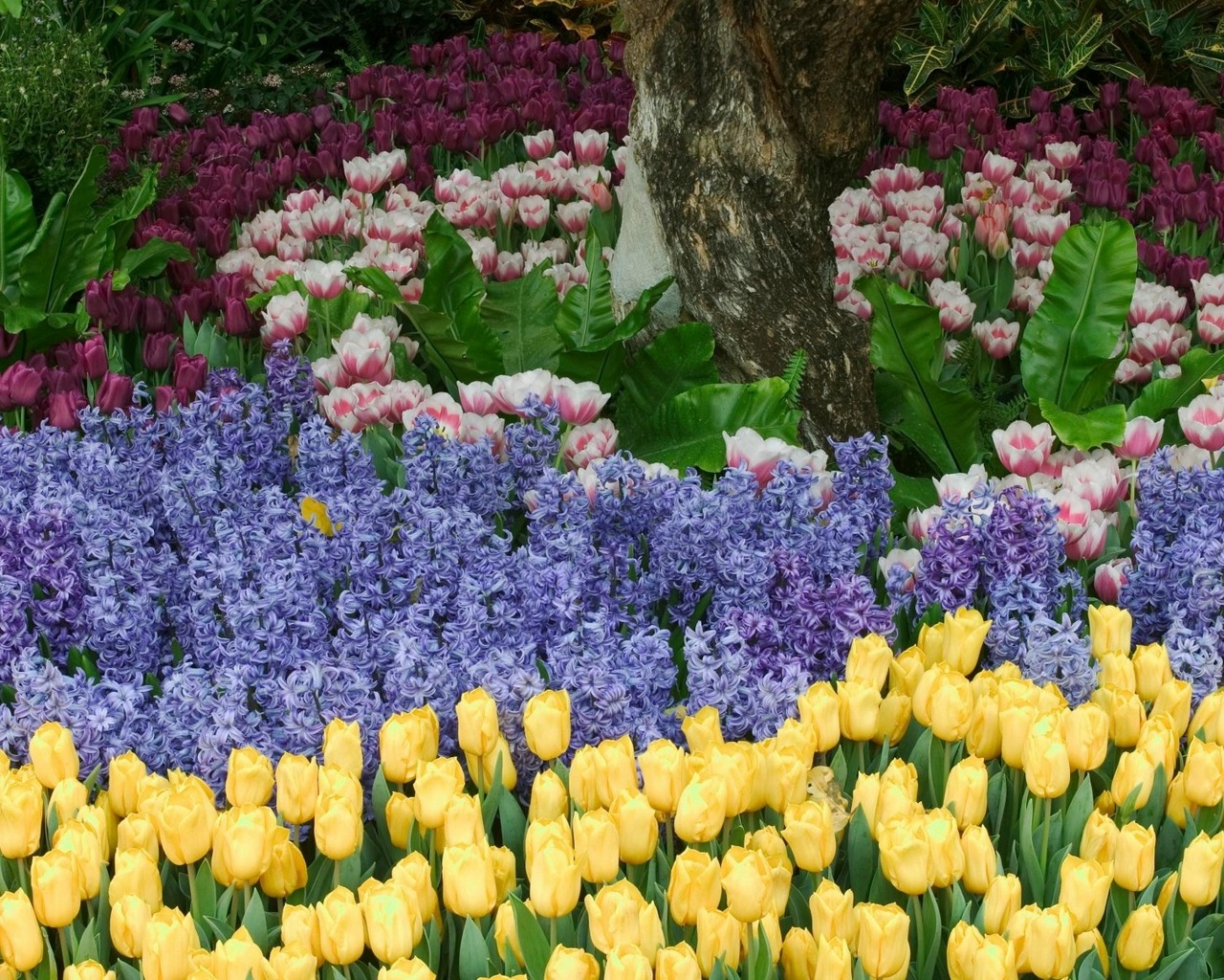 1450261 baixar papel de parede terra/natureza, flor, jacinto, tulipa - protetores de tela e imagens gratuitamente