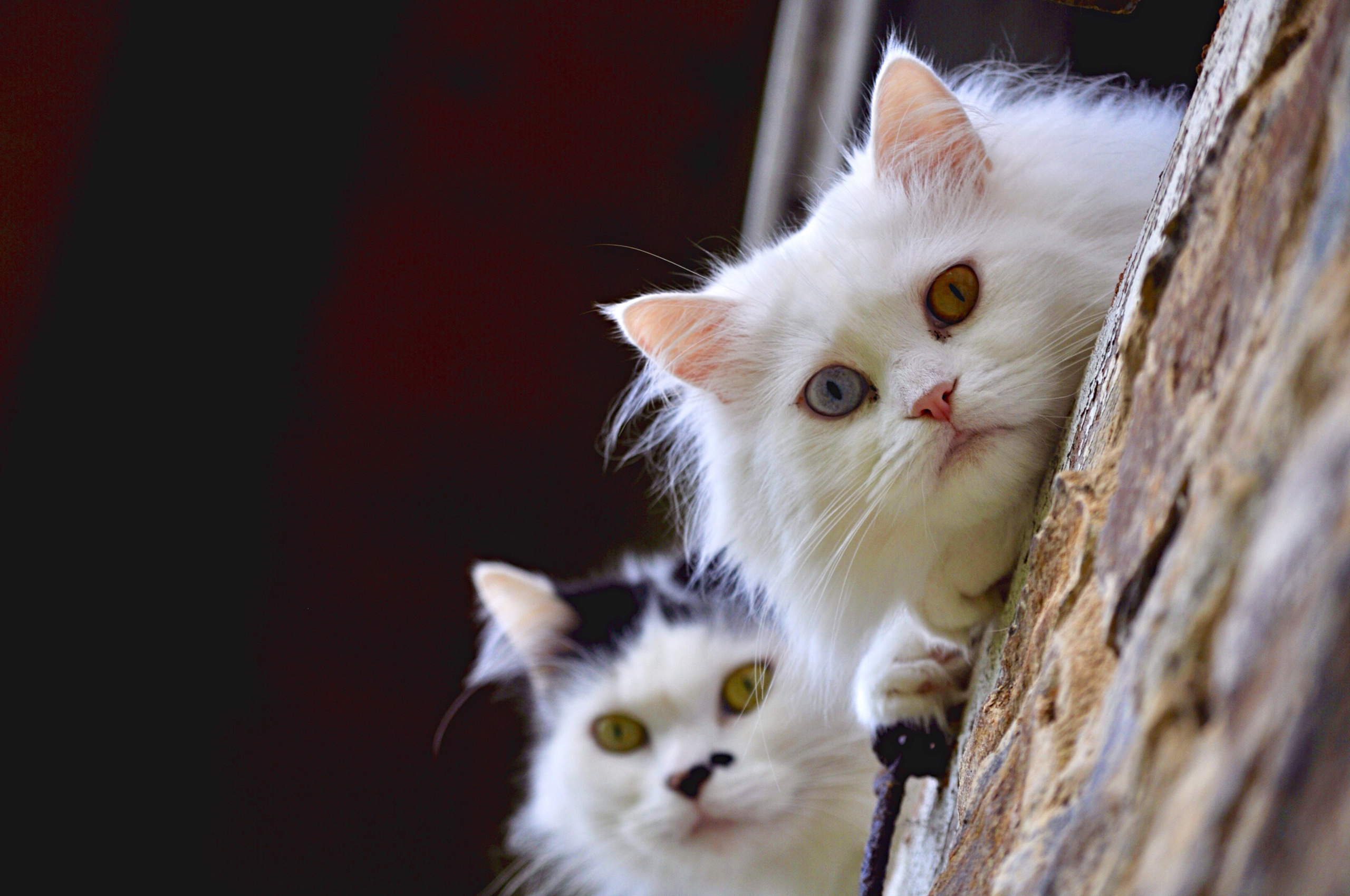 Baixe gratuitamente a imagem Animais, Gatos, Gato na área de trabalho do seu PC