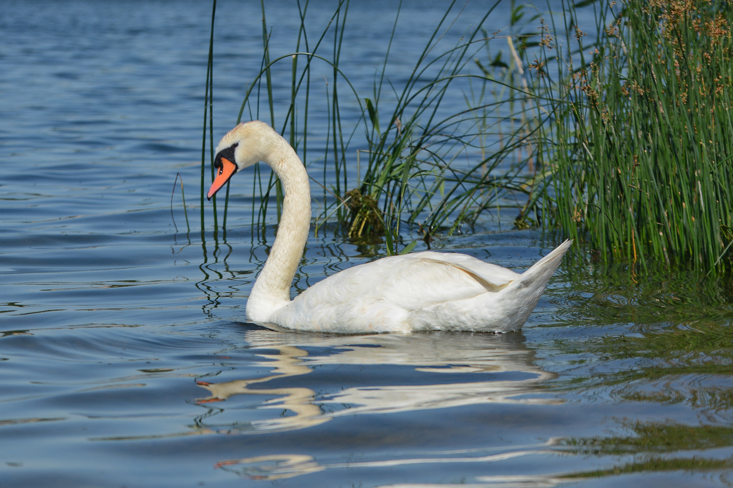 Free download wallpaper Birds, Lake, Bird, Animal, Swan, Mute Swan on your PC desktop
