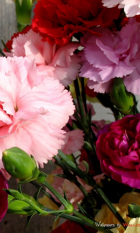 Download mobile wallpaper Flowers, Flower, Earth, Carnation for free.