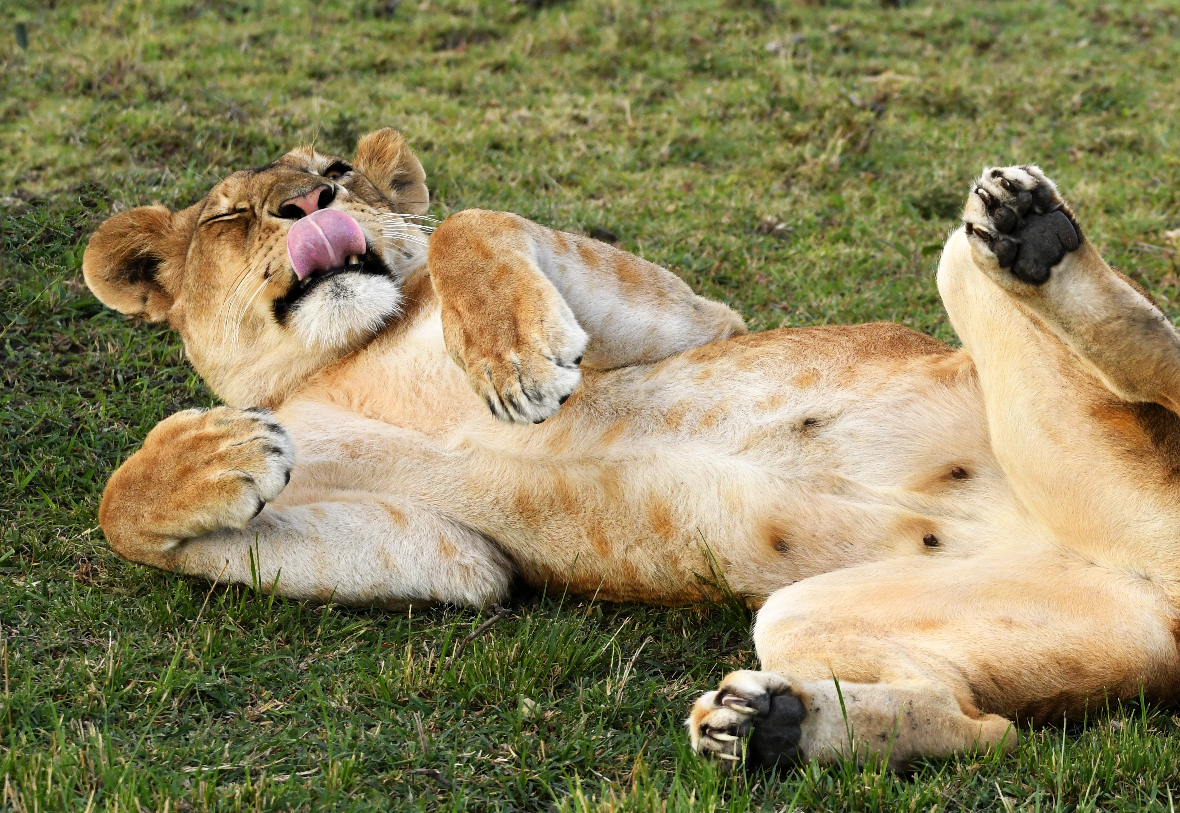 Laden Sie das Tiere, Katzen, Löwe, Löwin, Afrika-Bild kostenlos auf Ihren PC-Desktop herunter