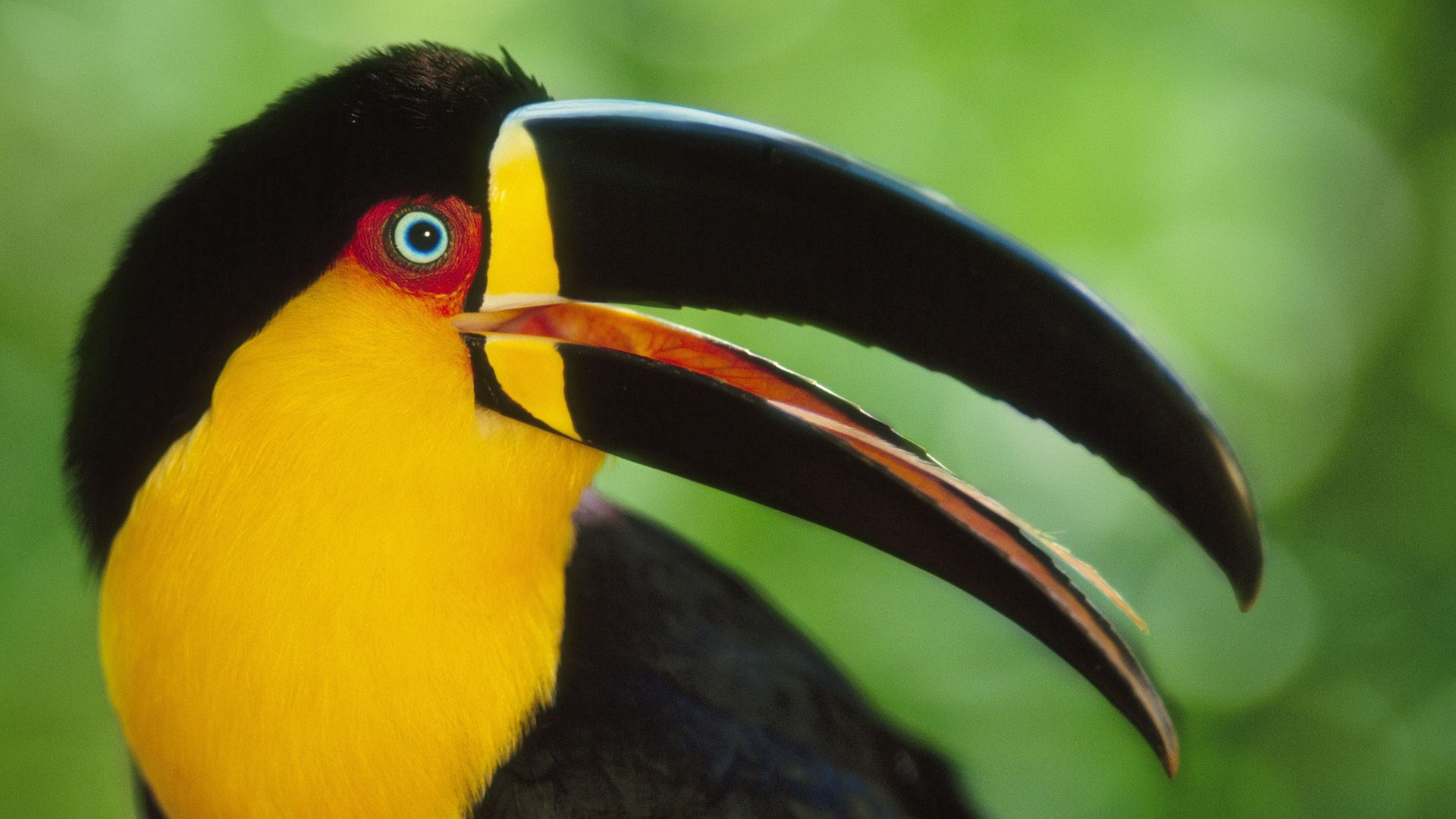 Download mobile wallpaper Bird, Motley, Animals, Beak, Multicolored, Toucan for free.
