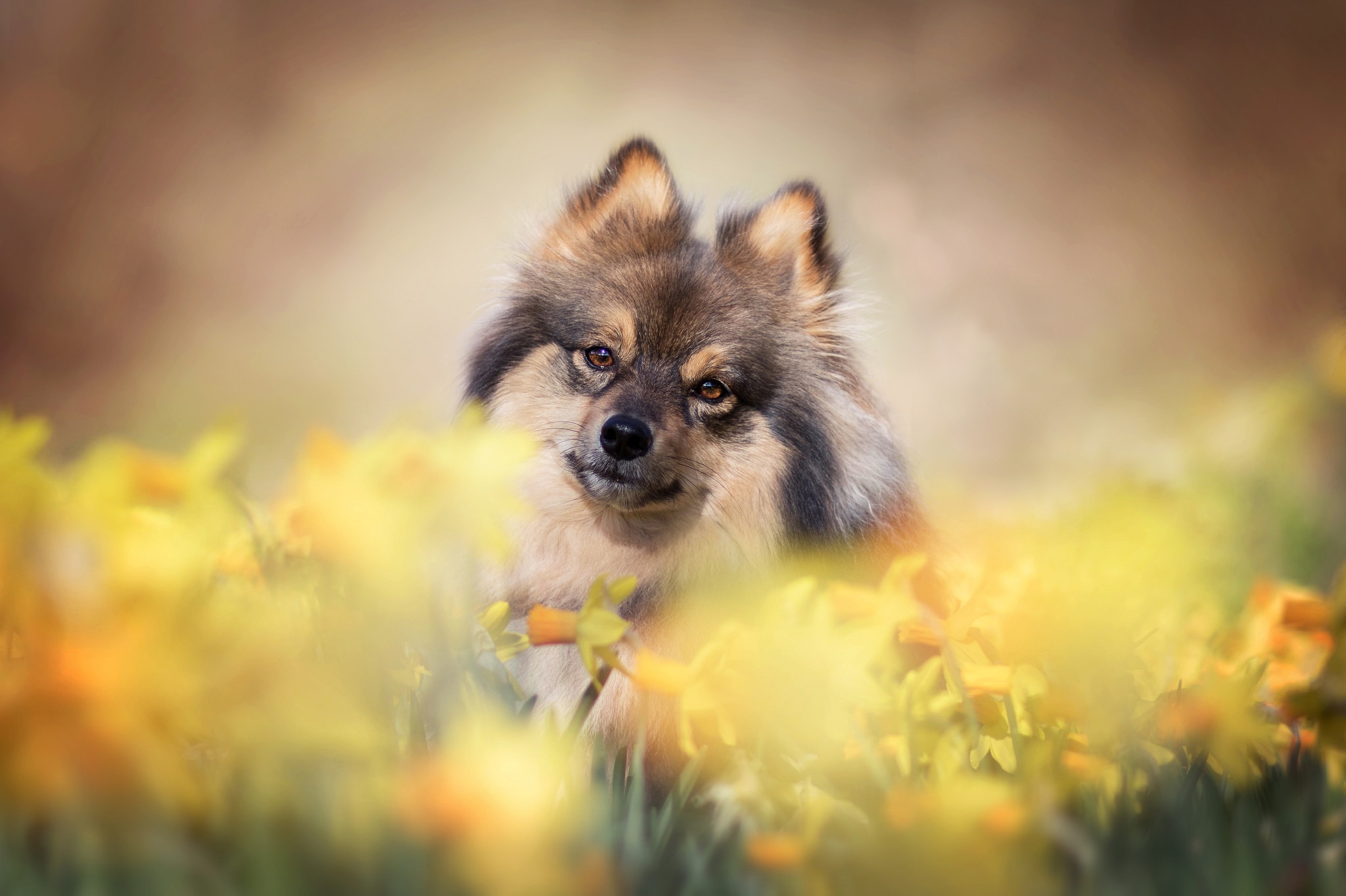 Download mobile wallpaper Dogs, Flower, Dog, Animal, Spitz, Daffodil for free.