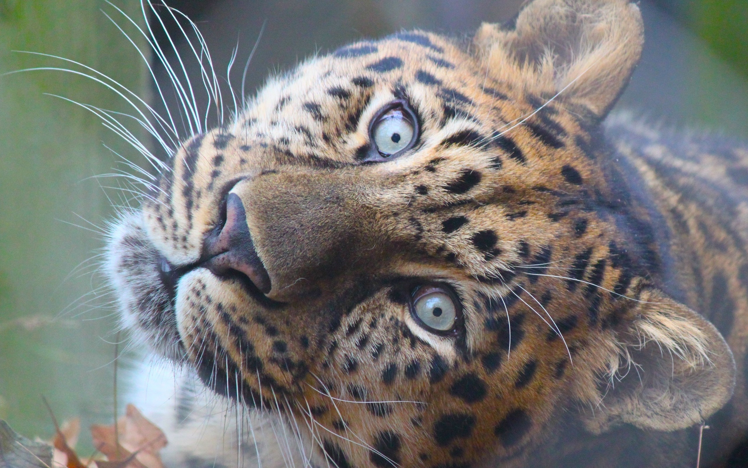43002 Bild herunterladen tiere, tigers - Hintergrundbilder und Bildschirmschoner kostenlos
