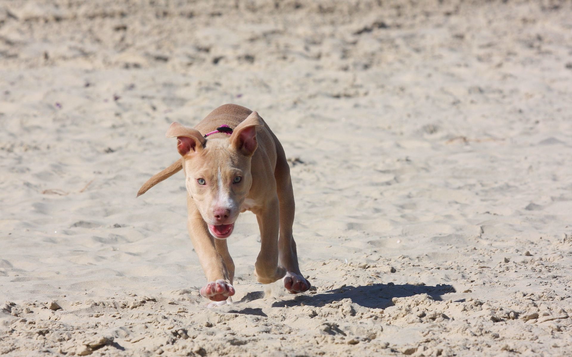 animals, sand, dog, puppy, run away, run, pitbull, pit bull Full HD