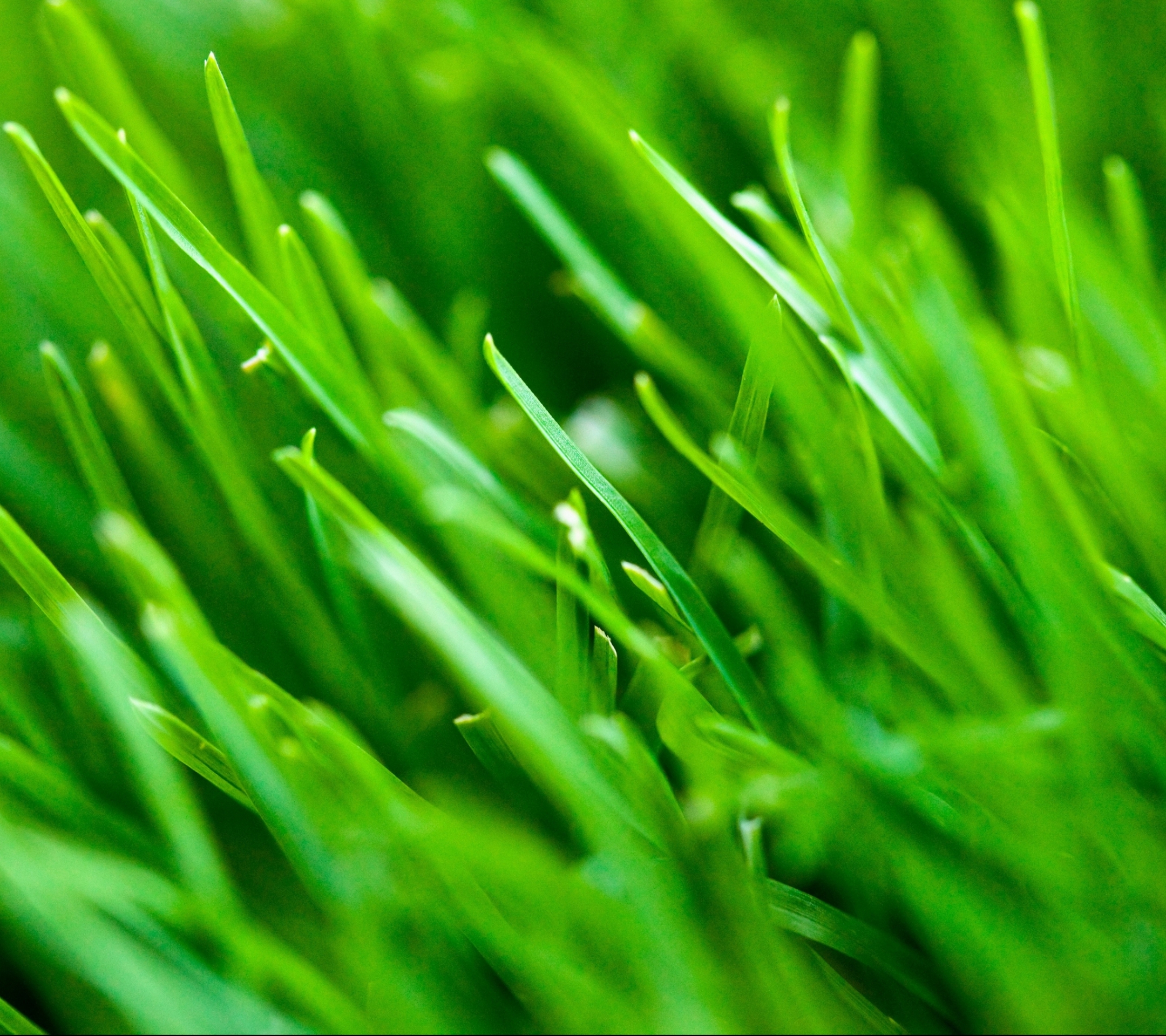 Download mobile wallpaper Grass, Earth for free.