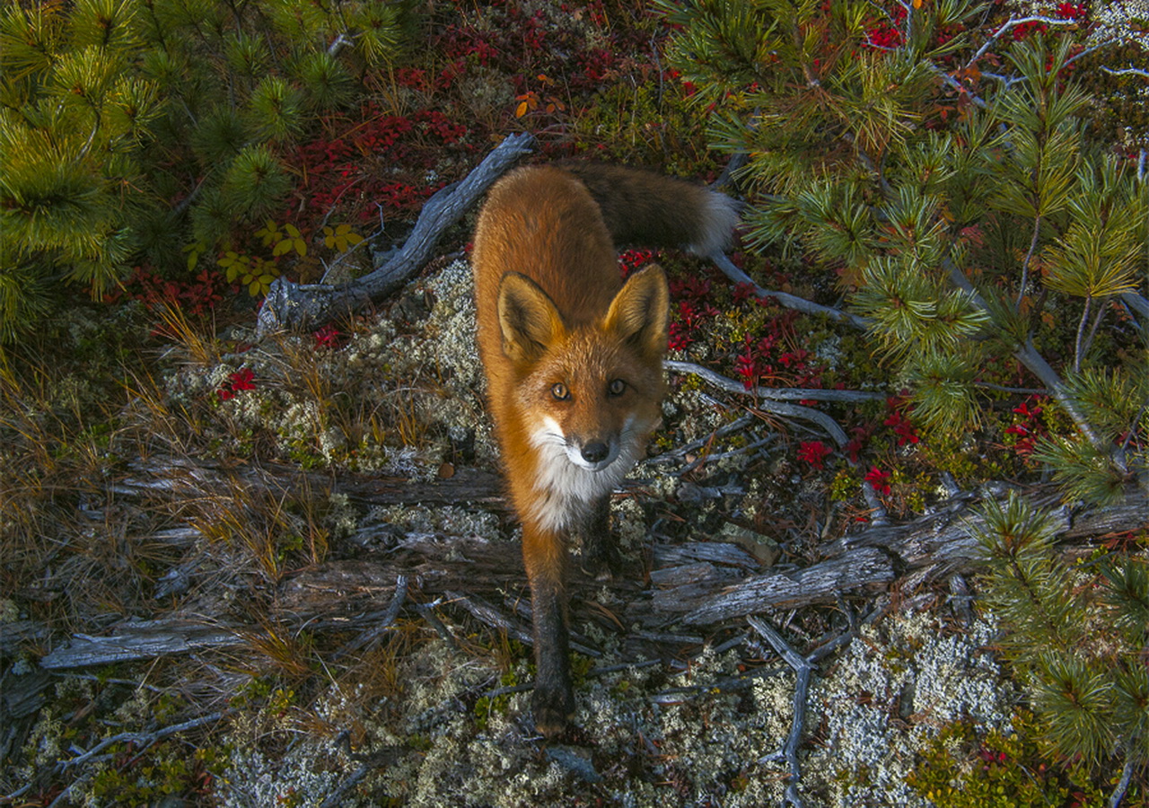 Descarga gratuita de fondo de pantalla para móvil de Animales, Zorro.