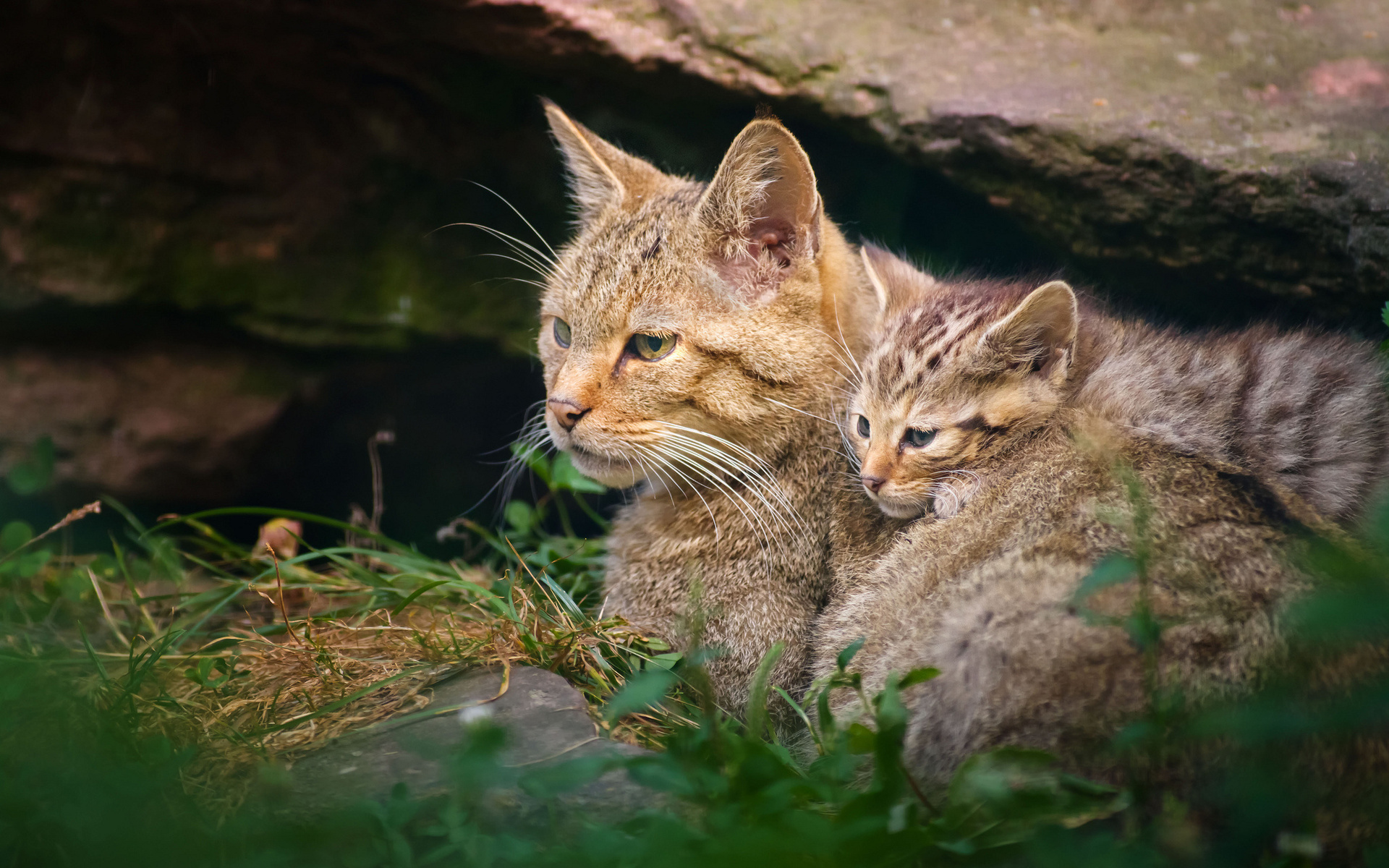 Скачать обои бесплатно Кошка, Животные, Кошки картинка на рабочий стол ПК