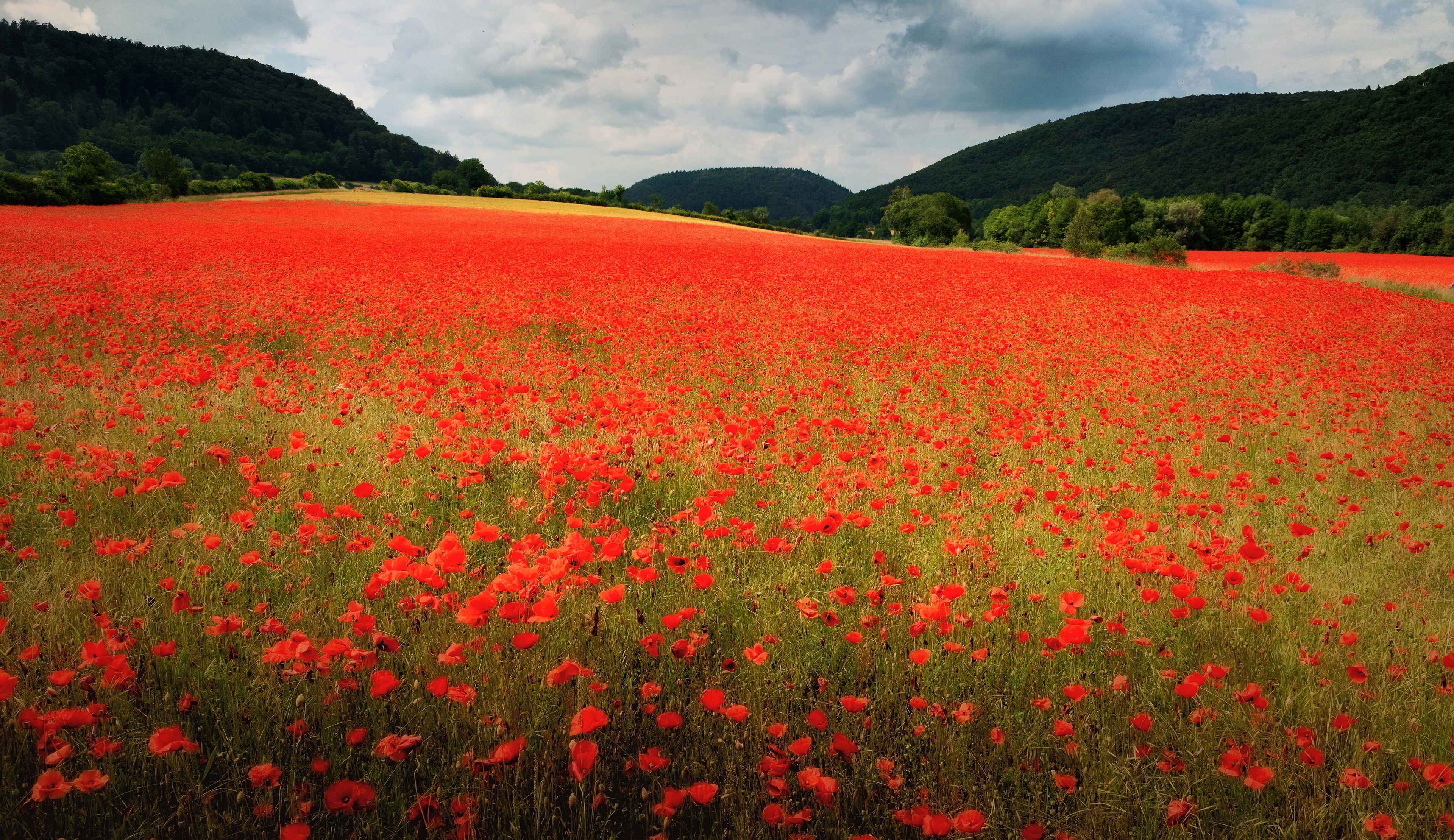 Handy-Wallpaper Natur, Blumen, Mohn, Sommer, Blume, Feld, Rote Blume, Erde/natur kostenlos herunterladen.