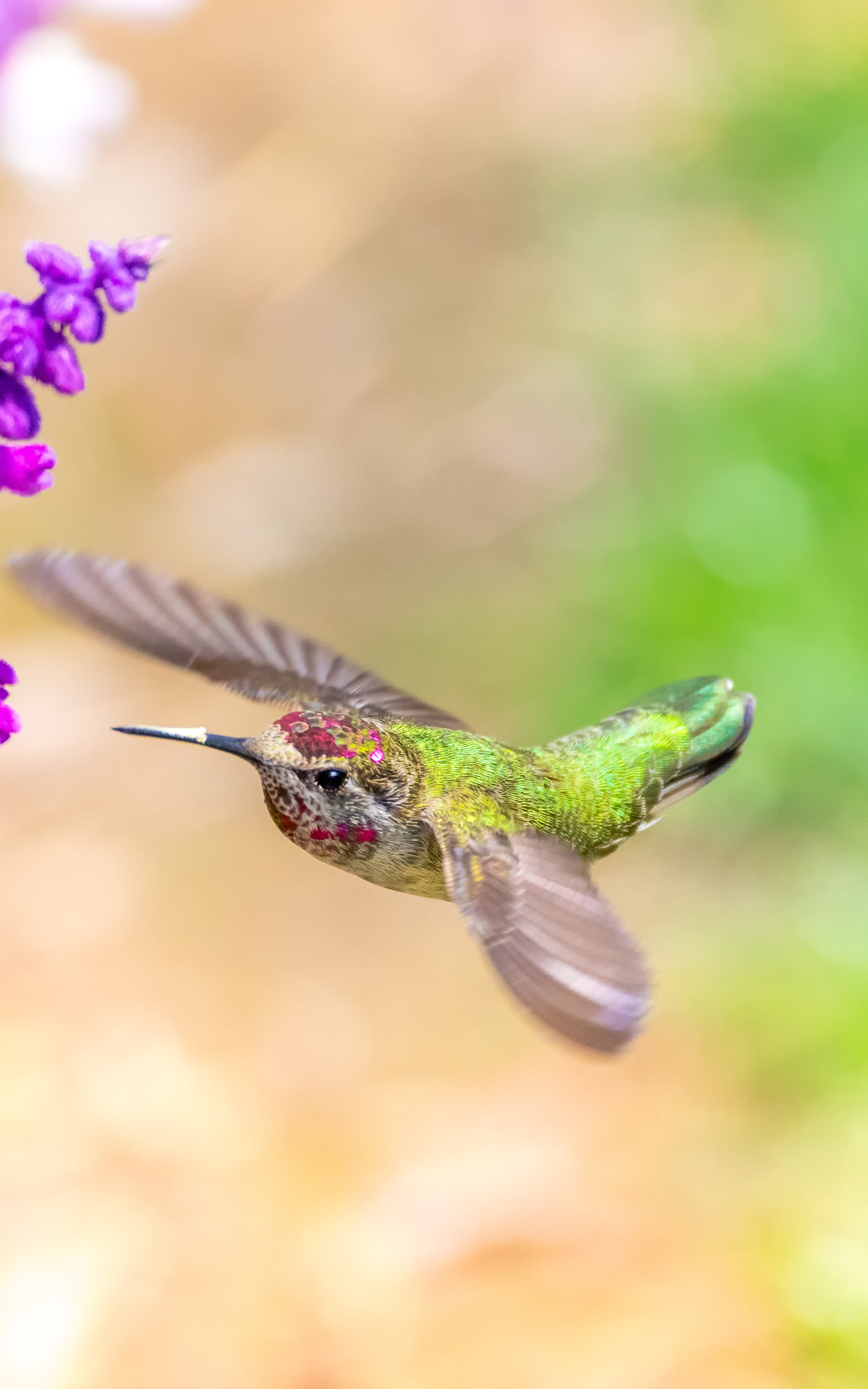 Download mobile wallpaper Birds, Flight, Animal, Bokeh, Hummingbird for free.