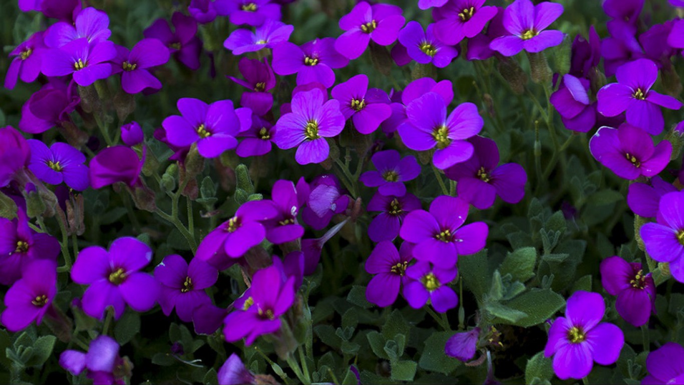 無料モバイル壁紙フラワーズ, 宇宙, 花, 地球, 紫の, 紫色の花をダウンロードします。