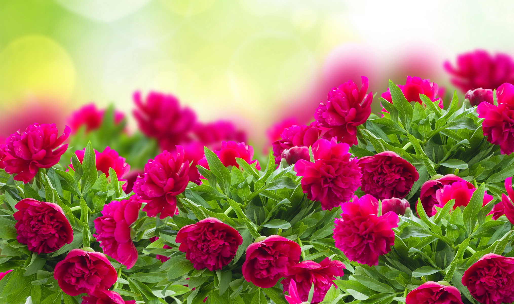 Скачать картинку Цветок, Пион, Земля/природа, Розовый Цветок, Флауэрсы в телефон бесплатно.
