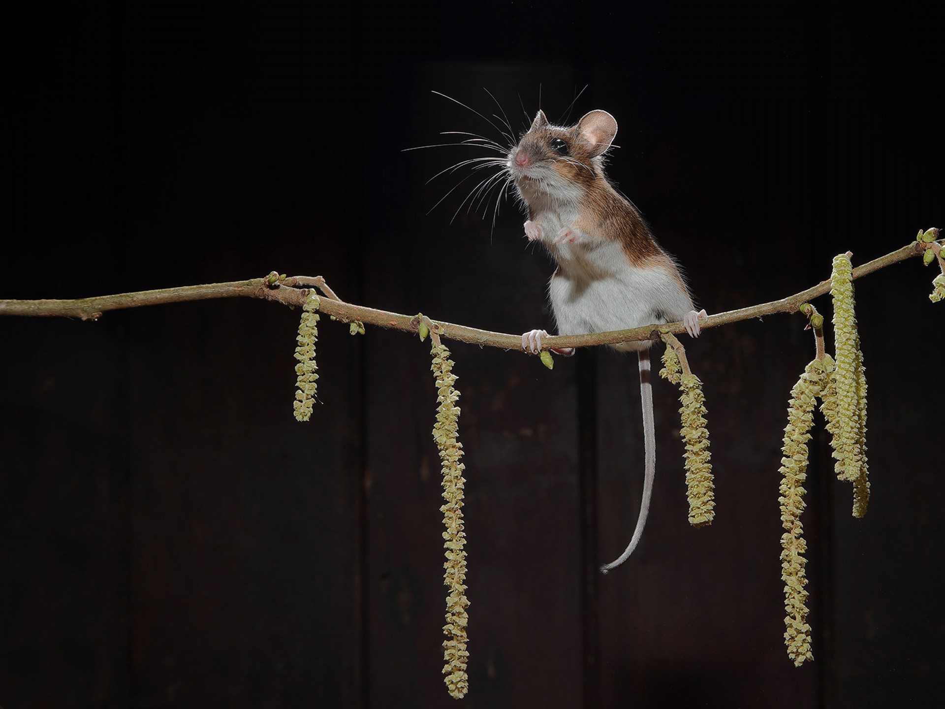 Скачать обои бесплатно Животные, Мышь, Грызун картинка на рабочий стол ПК