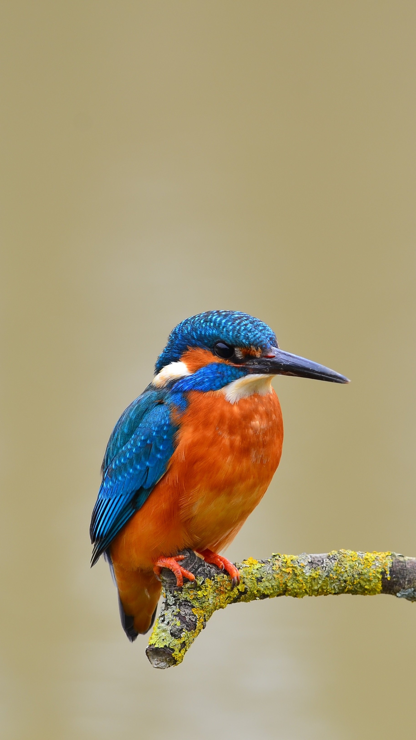 Download mobile wallpaper Birds, Bird, Animal, Kingfisher for free.