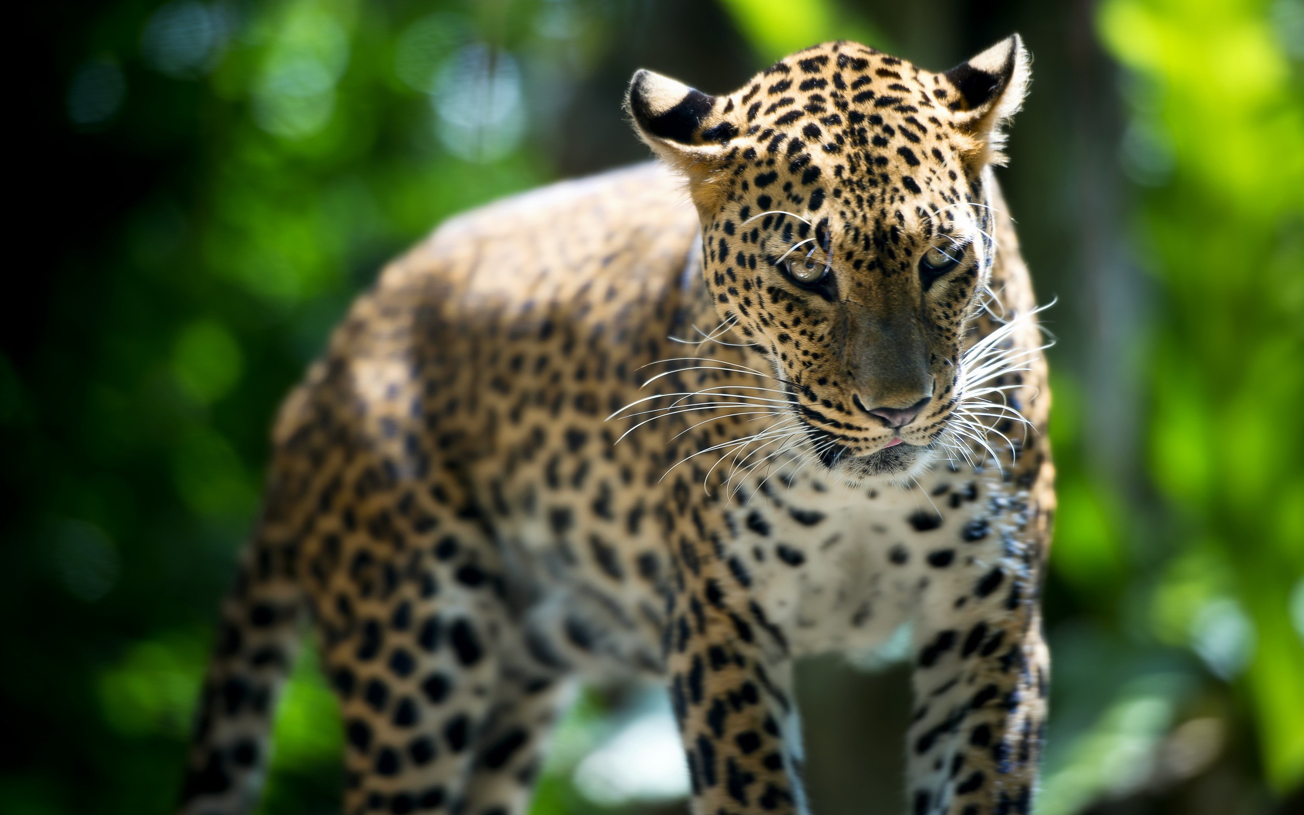 Baixe gratuitamente a imagem Leopardo, Gatos, Animais na área de trabalho do seu PC