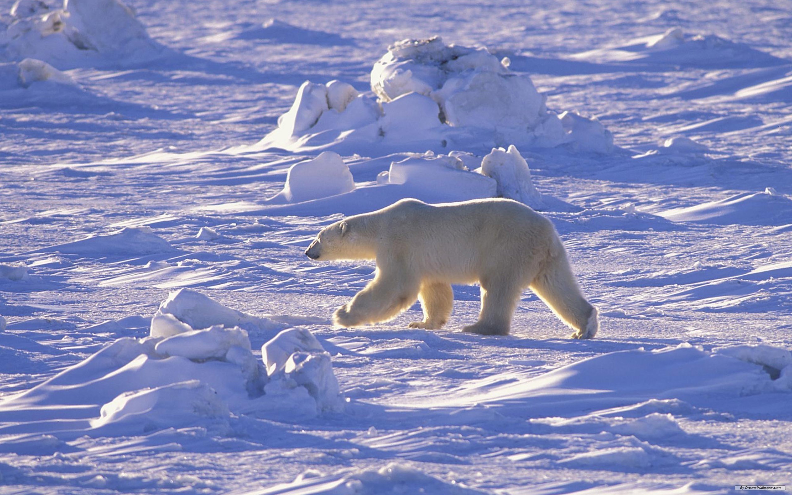175258 descargar fondo de pantalla animales, oso polar, osos: protectores de pantalla e imágenes gratis