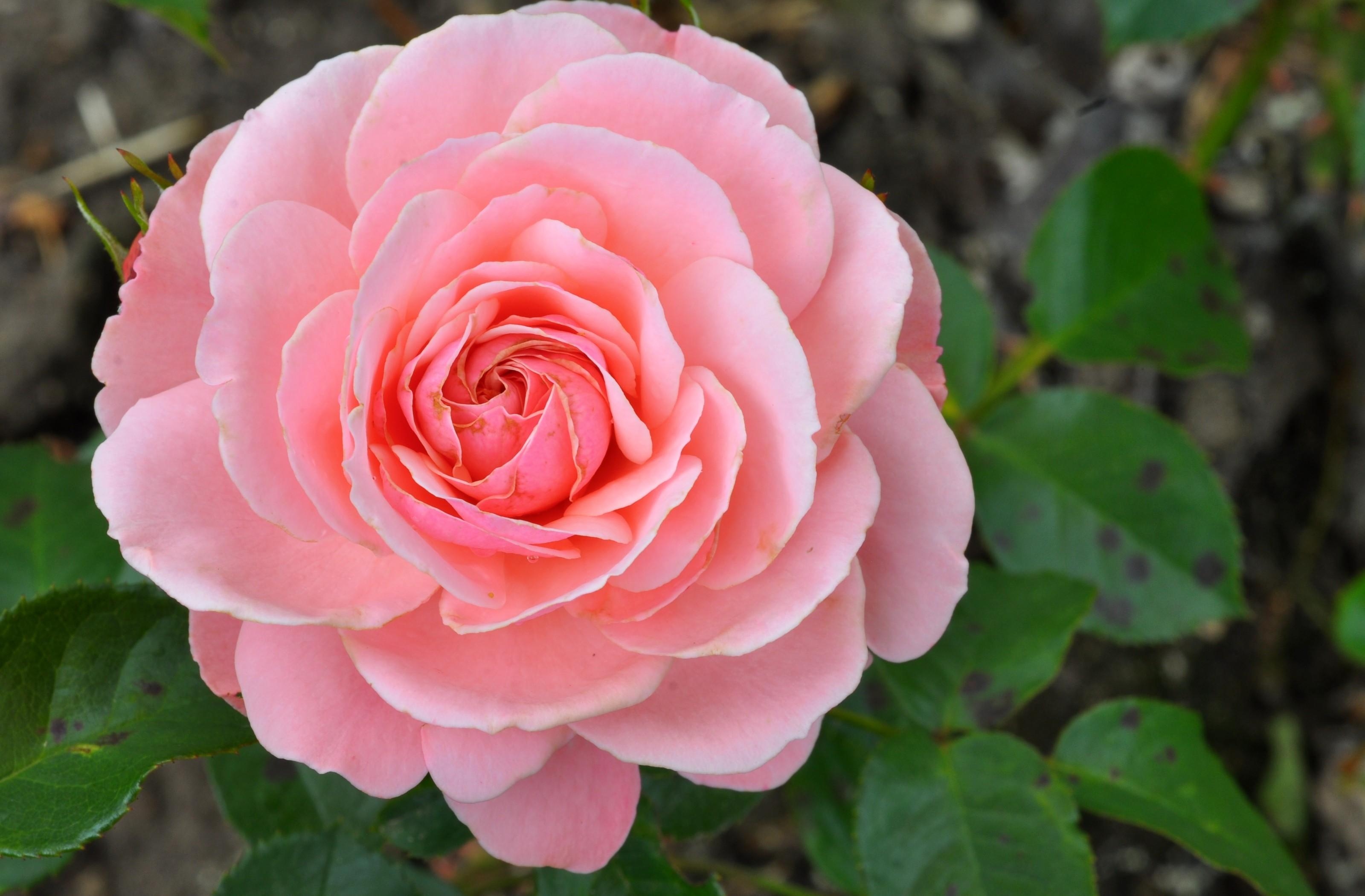 Téléchargez des papiers peints mobile Bourgeon, Fleurs, Fleur, Pétales, Rose, Une Rose gratuitement.