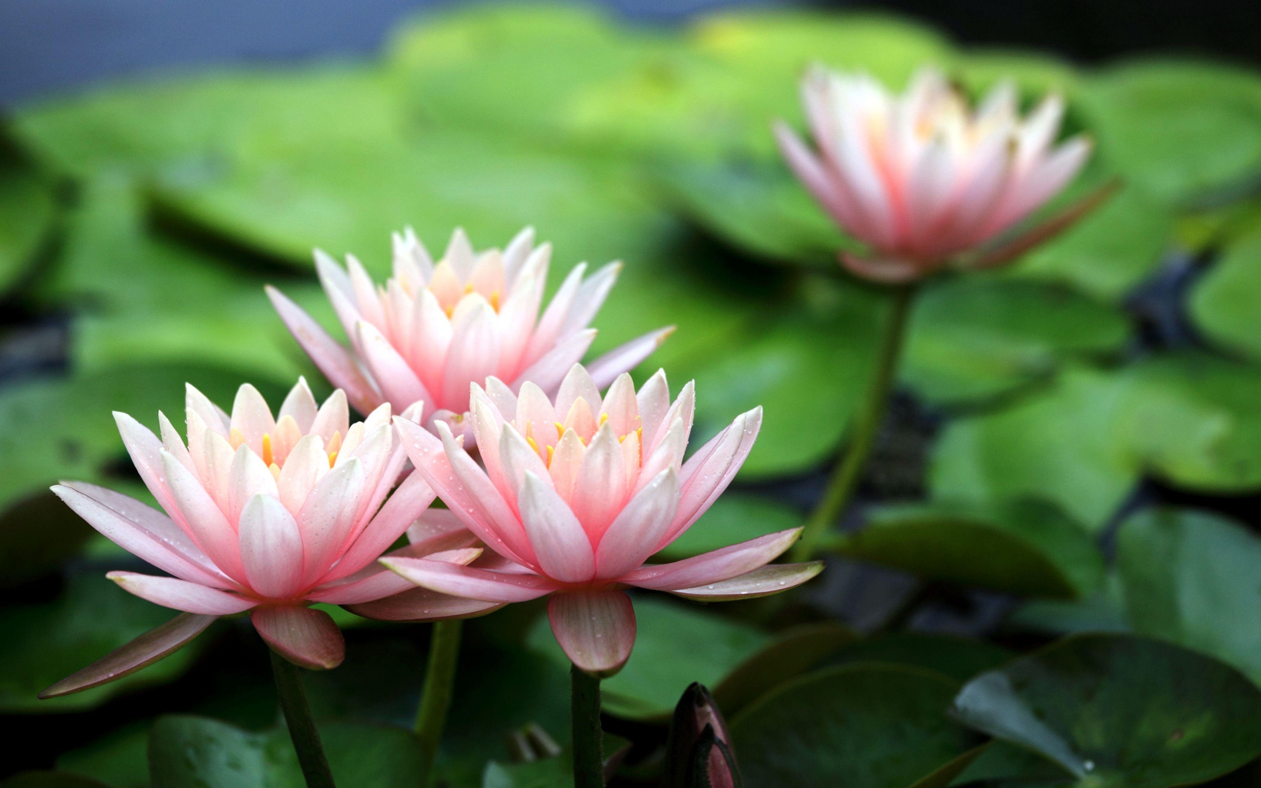 Download mobile wallpaper Flower, Earth, Water Lily for free.