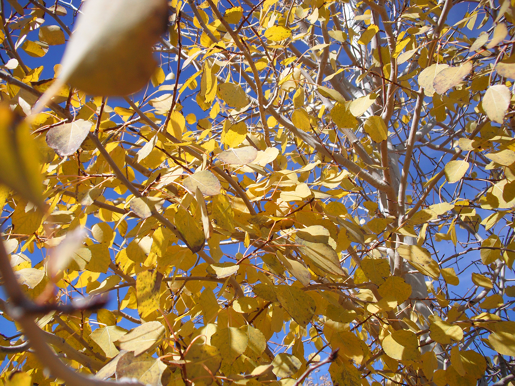 Скачать картинку Лист, Осень, Земля/природа в телефон бесплатно.