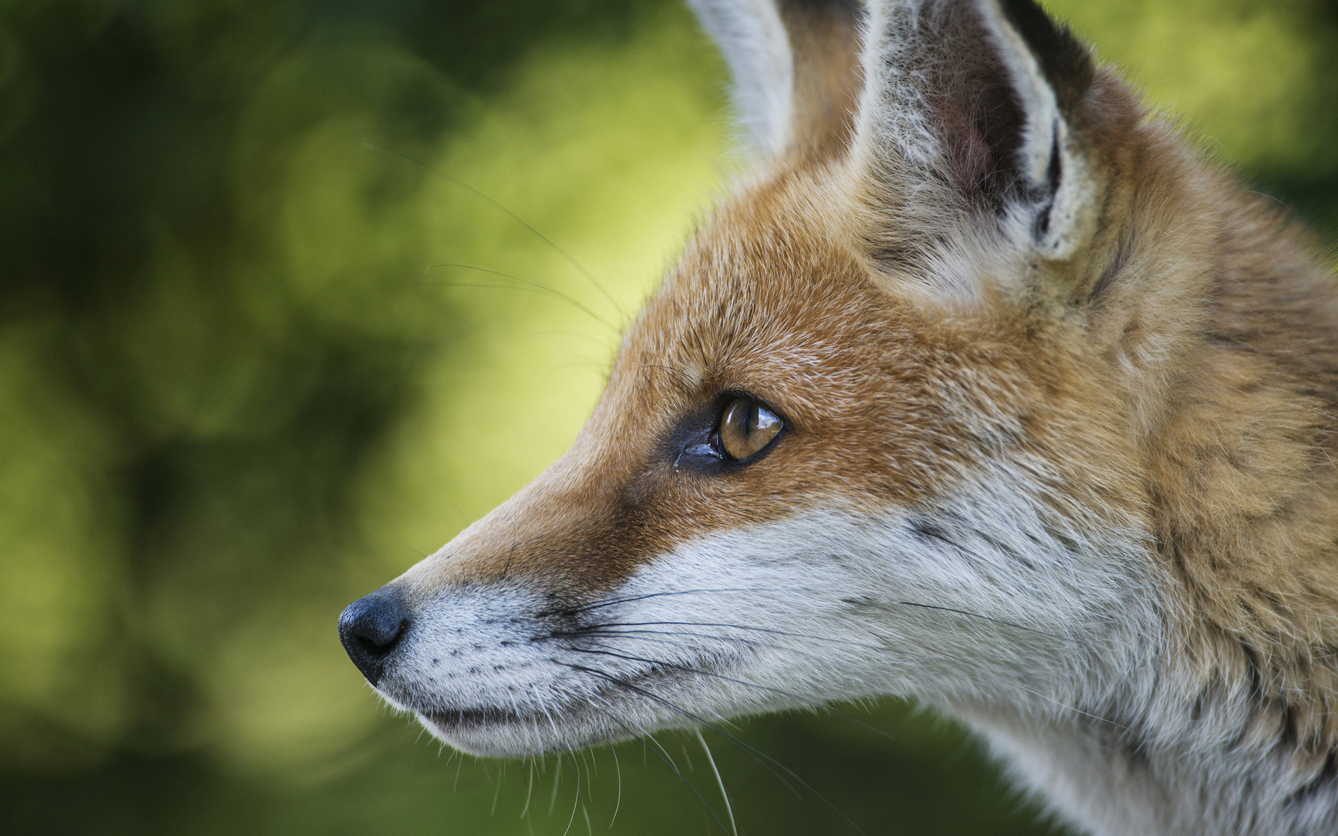 Handy-Wallpaper Tiere, Fuchs kostenlos herunterladen.