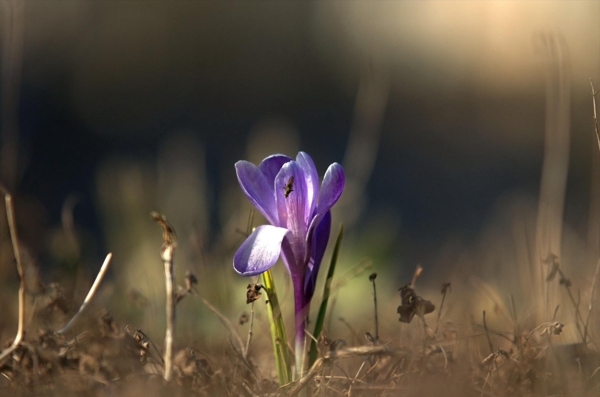 Free download wallpaper Flowers, Flower, Earth, Crocus on your PC desktop