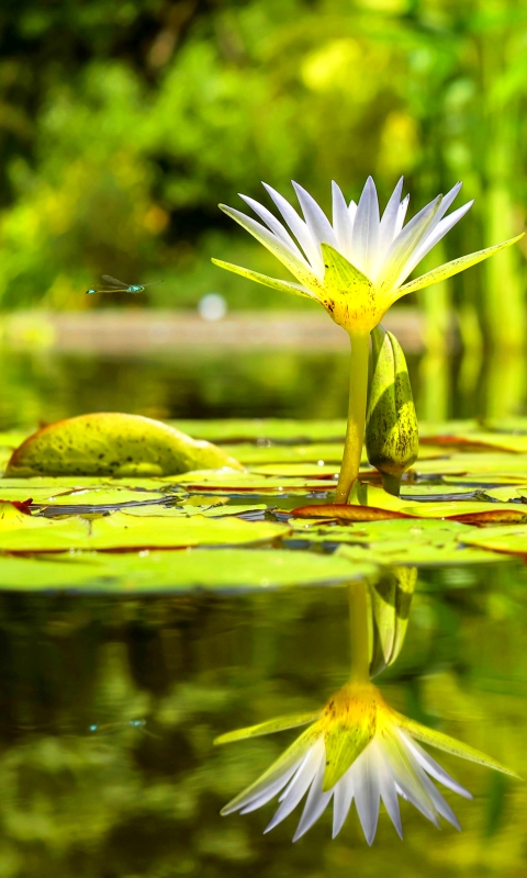 Download mobile wallpaper Nature, Flowers, Reflection, Flower, Earth, Water Lily, White Flower, Lily Pad for free.