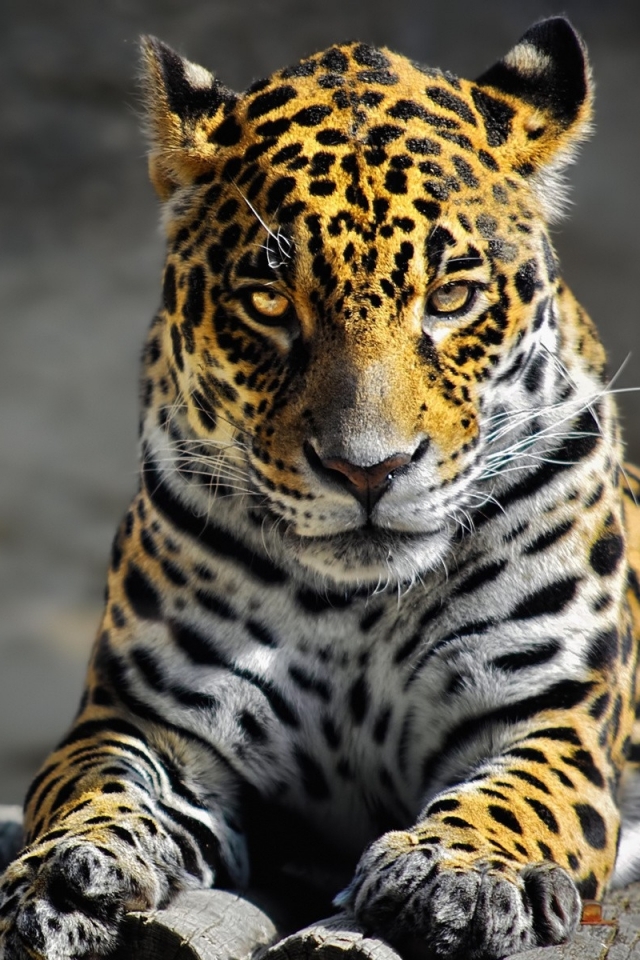 Descarga gratuita de fondo de pantalla para móvil de Animales, Gatos, Leopardo.