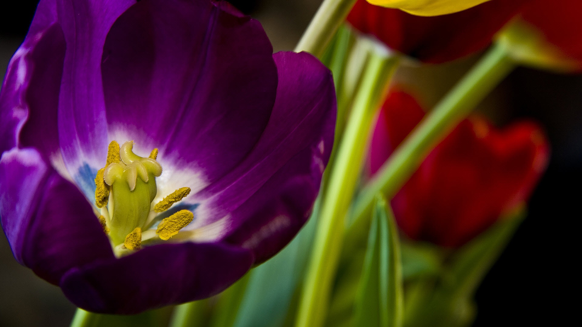 176007 скачать обои тюльпан, флауэрсы, цветок, земля/природа - заставки и картинки бесплатно