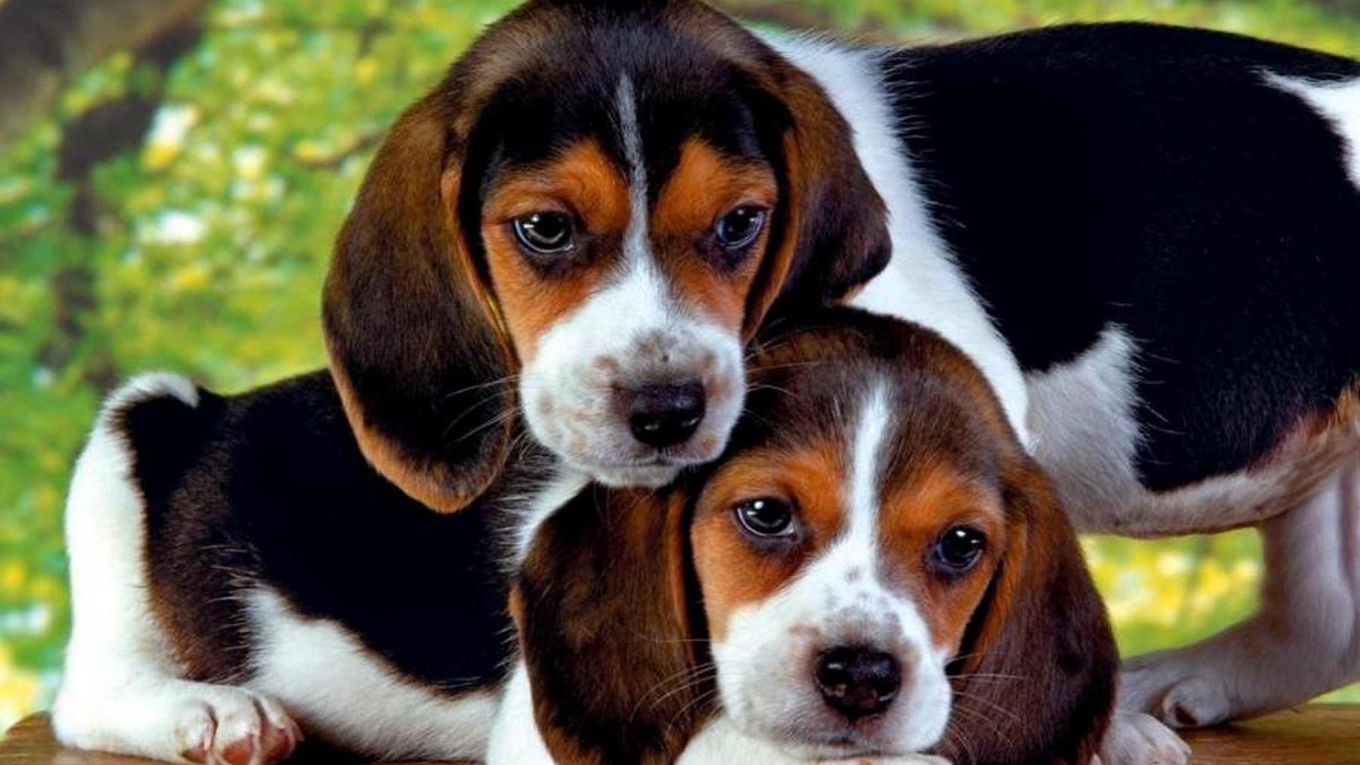 377361 Bild herunterladen tiere, beagle, nahansicht, süß, hund, welpen, hunde - Hintergrundbilder und Bildschirmschoner kostenlos