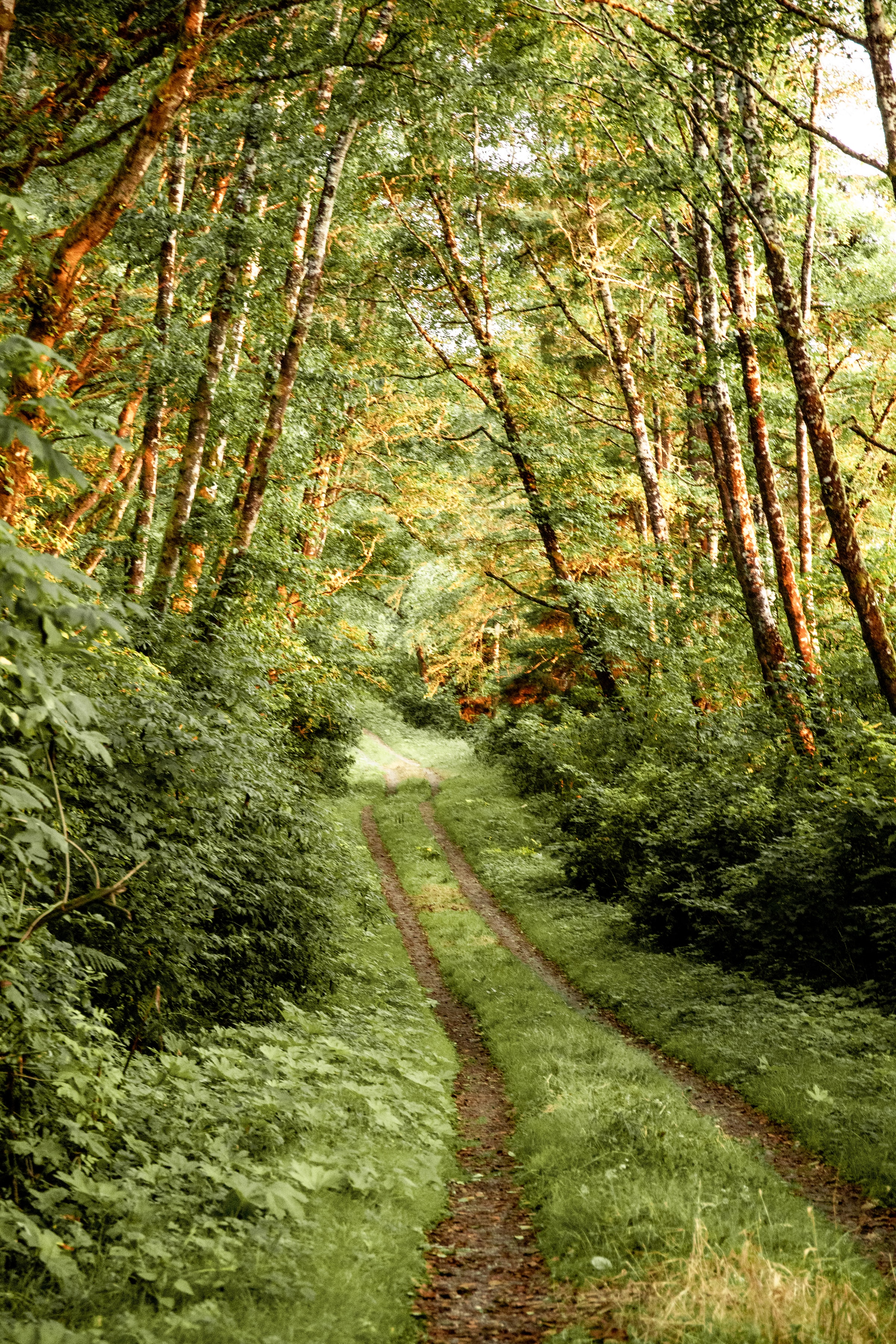 Téléchargez gratuitement l'image Nature, Buissons, Forêt, Arbres, Chemin sur le bureau de votre PC