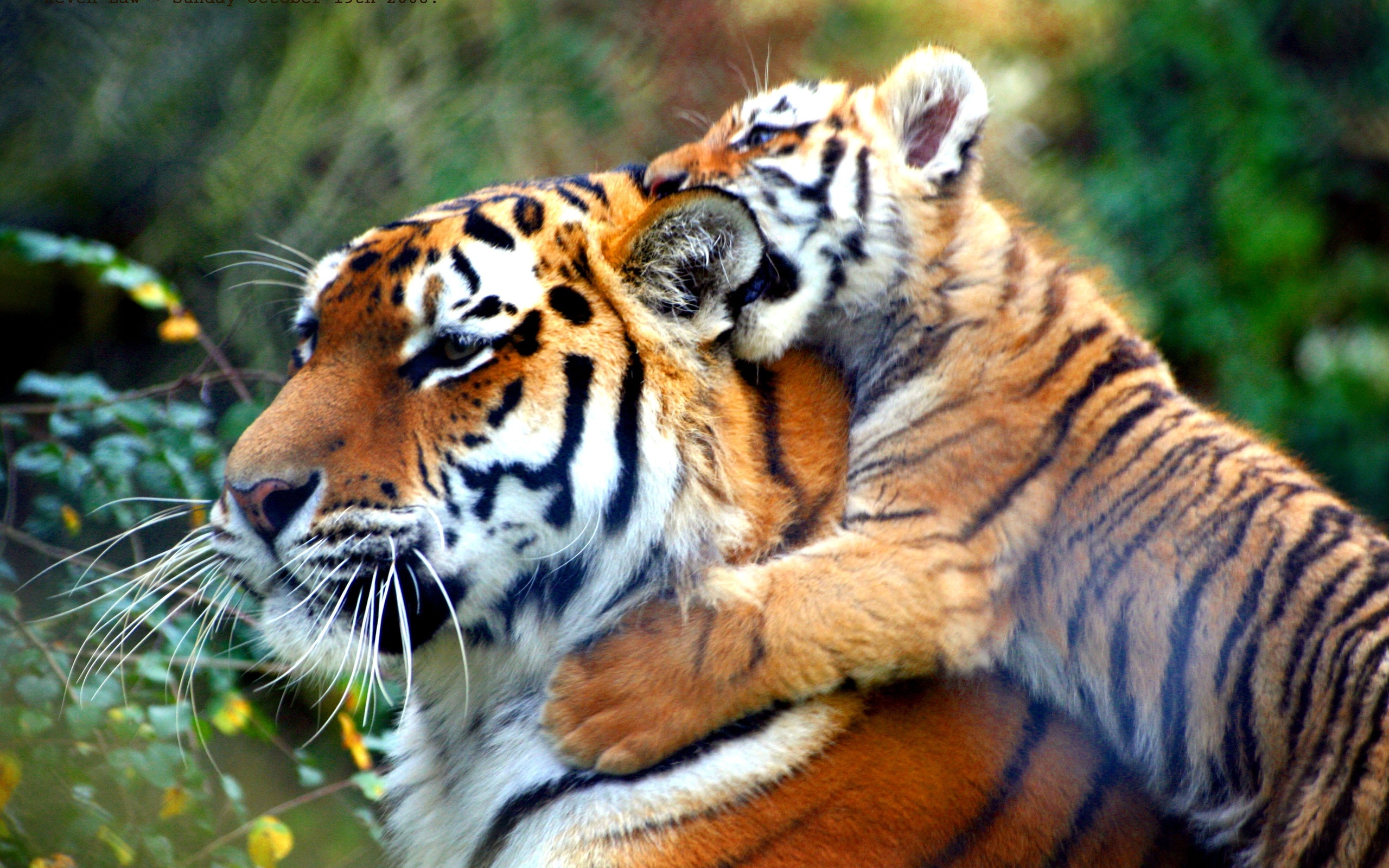 Free download wallpaper Cats, Tiger, Animal on your PC desktop