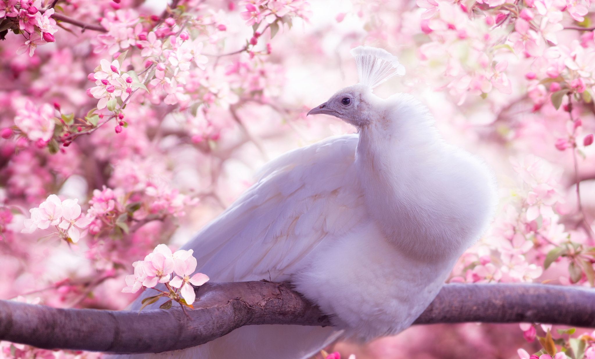 Free download wallpaper Birds, Bird, Animal, Peacock, Blossom, Pink Flower on your PC desktop