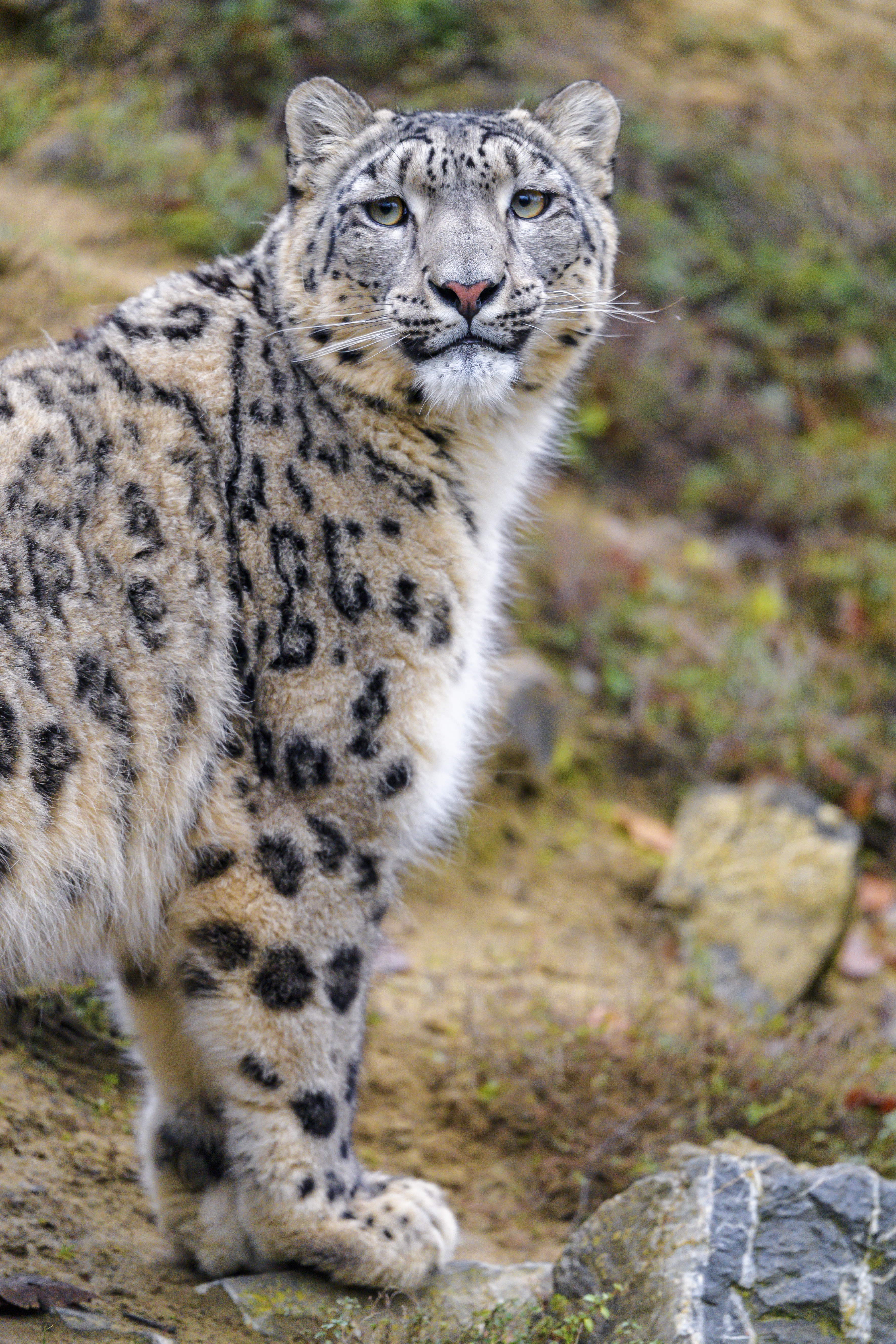 123251 télécharger l'image animaux, snow leopard, prédateur, vue, opinion, animal, sauvage - fonds d'écran et économiseurs d'écran gratuits