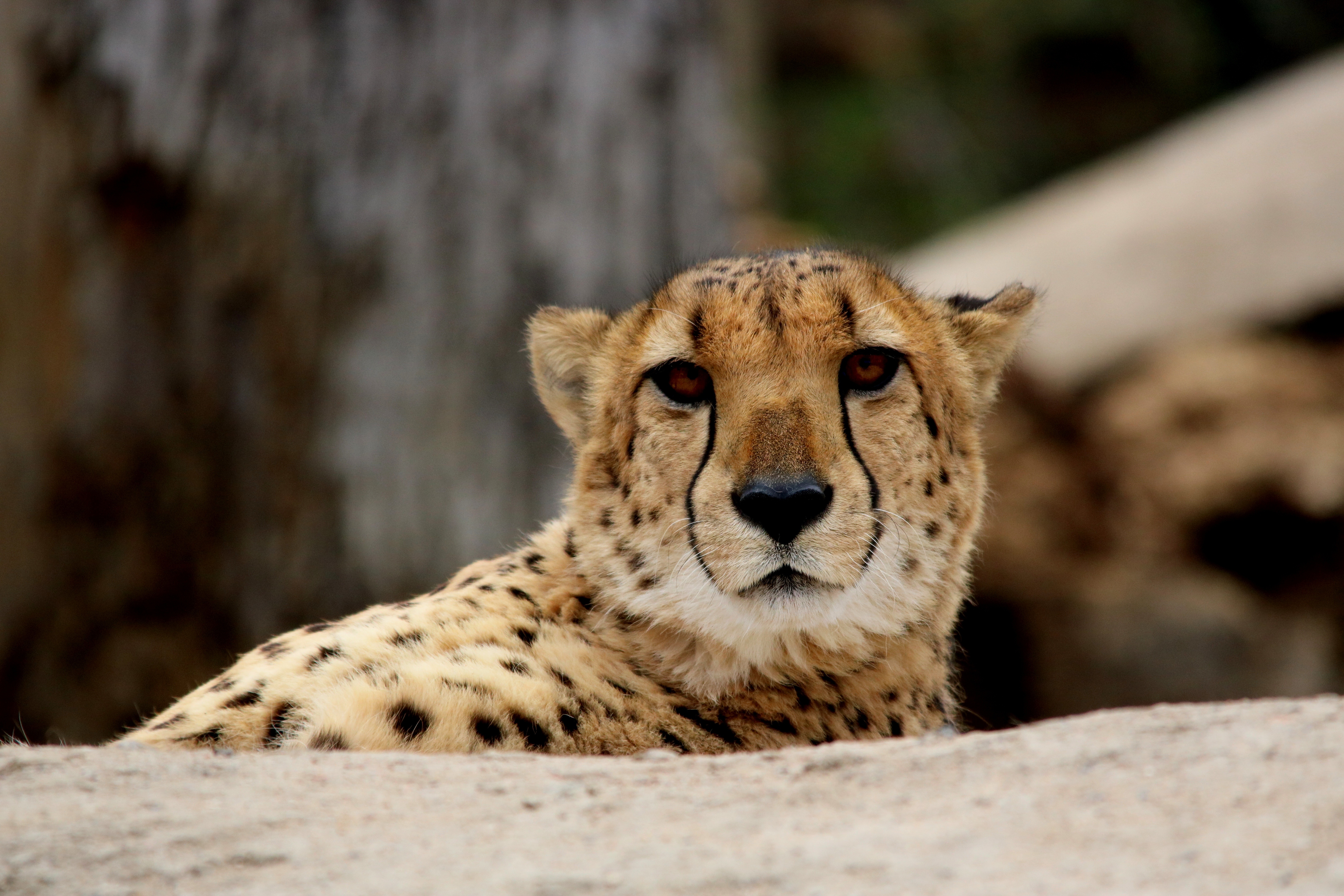 Descarga gratuita de fondo de pantalla para móvil de Bozal, Animales, Leopardo, Depredador, Guepardo.