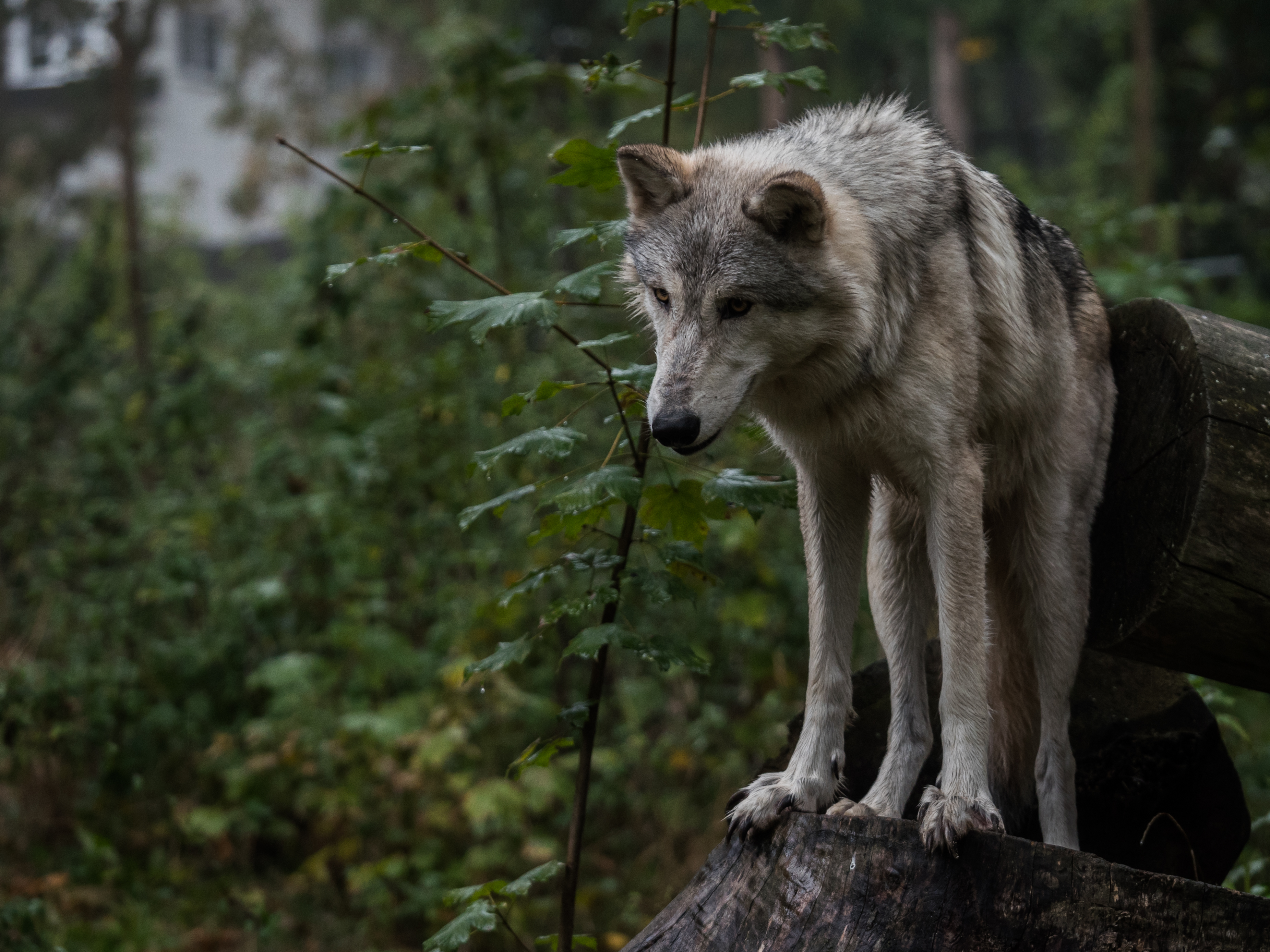 無料モバイル壁紙動物, プレデター, 葉, 捕食者, 灰色, 狼をダウンロードします。