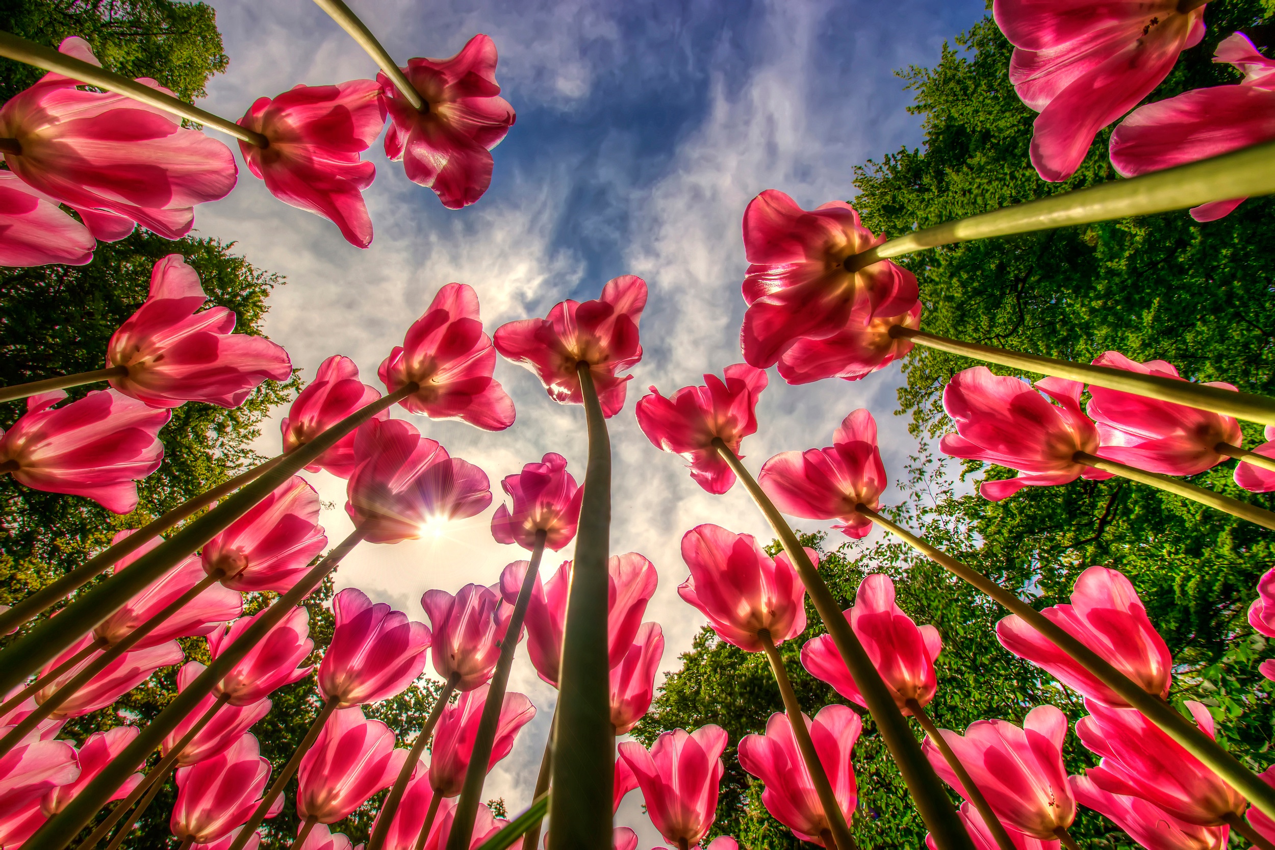 Free download wallpaper Nature, Flowers, Summer, Flower, Earth, Tulip, Pink Flower on your PC desktop