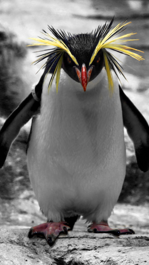 Download mobile wallpaper Birds, Animal, Penguin, Rockhopper Penguin for free.