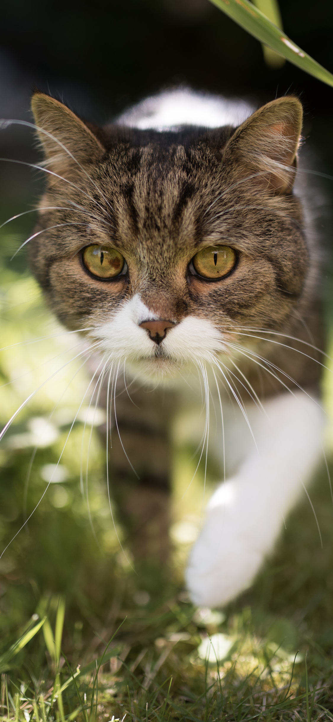 Handy-Wallpaper Tiere, Katzen, Katze, Nahansicht kostenlos herunterladen.