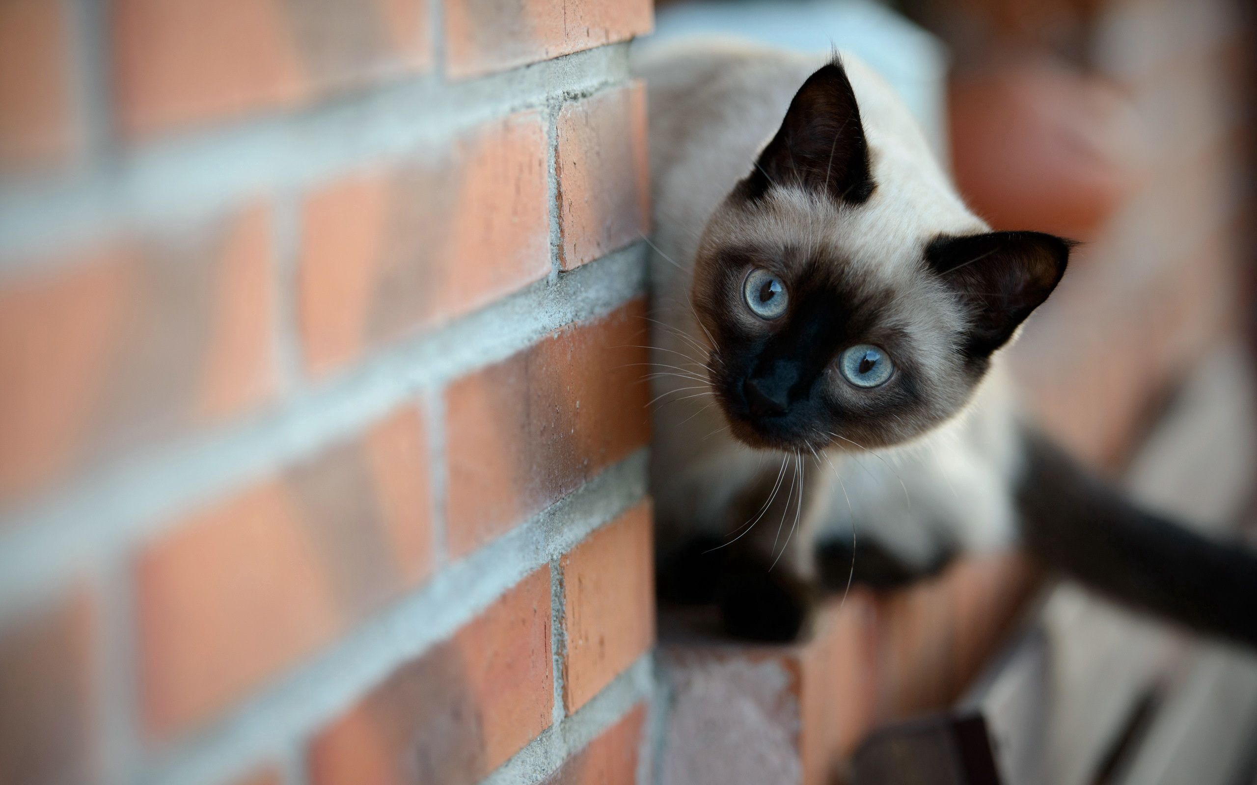 Cool Wallpapers wall, animals, cat, brick, siamese