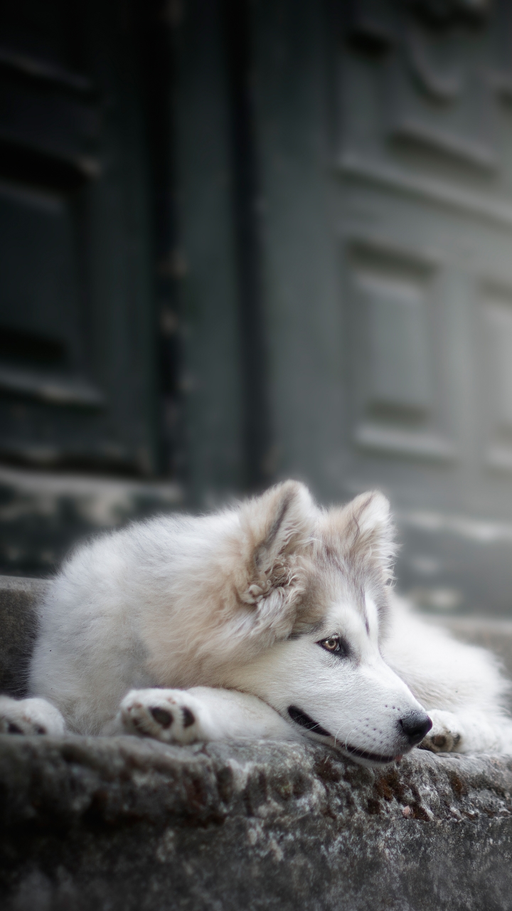 Download mobile wallpaper Dogs, Dog, Animal, Siberian Husky for free.