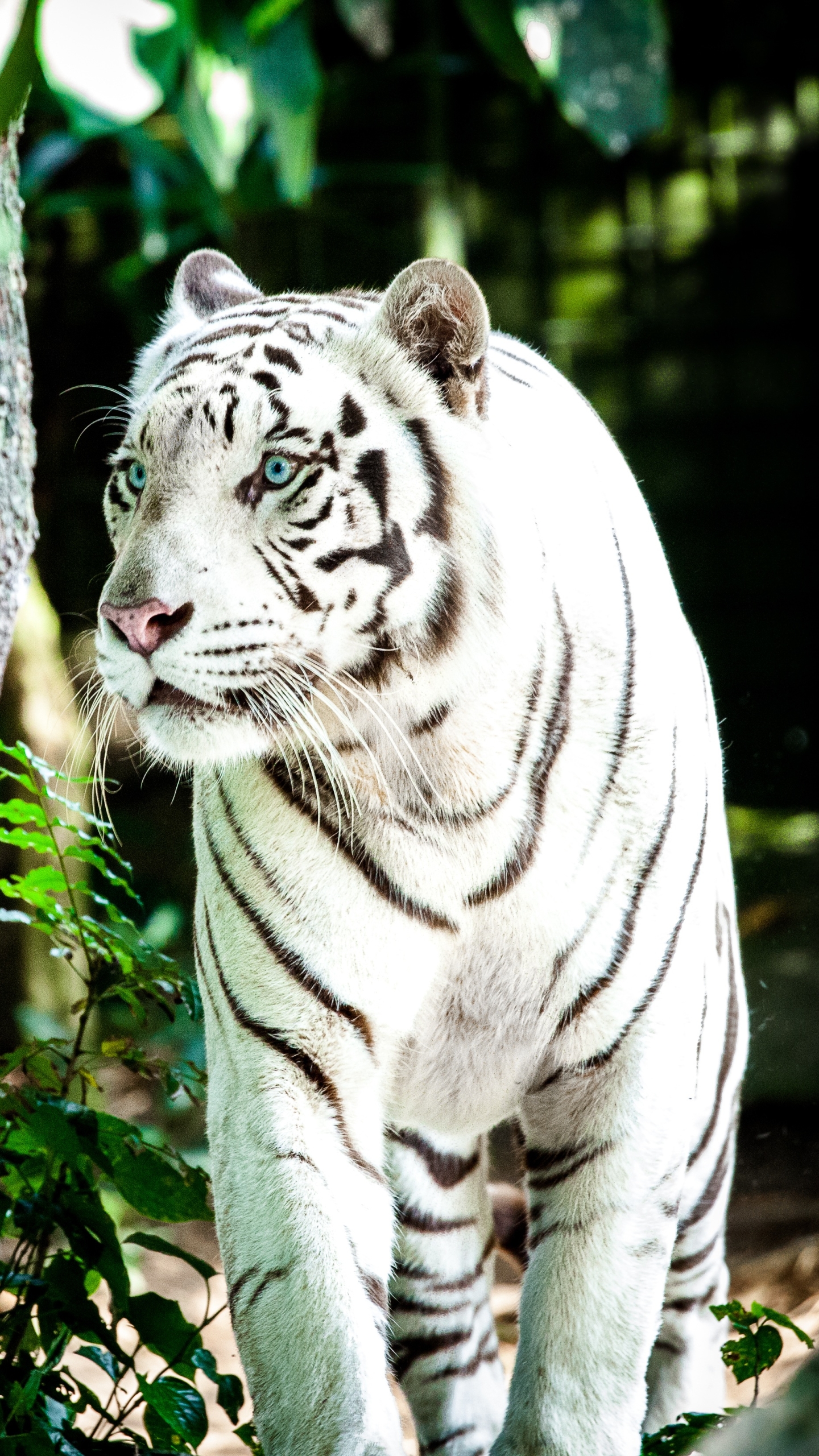 Download mobile wallpaper Cats, Tiger, Animal, White Tiger for free.