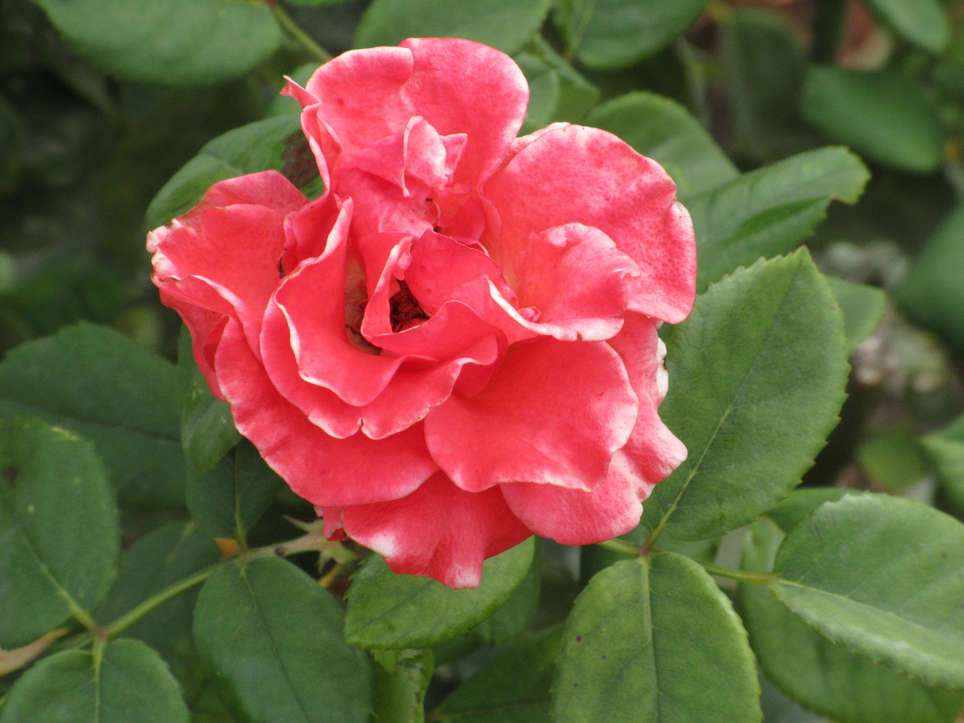 Téléchargez gratuitement l'image Fleurs, Rose, Terre/nature sur le bureau de votre PC