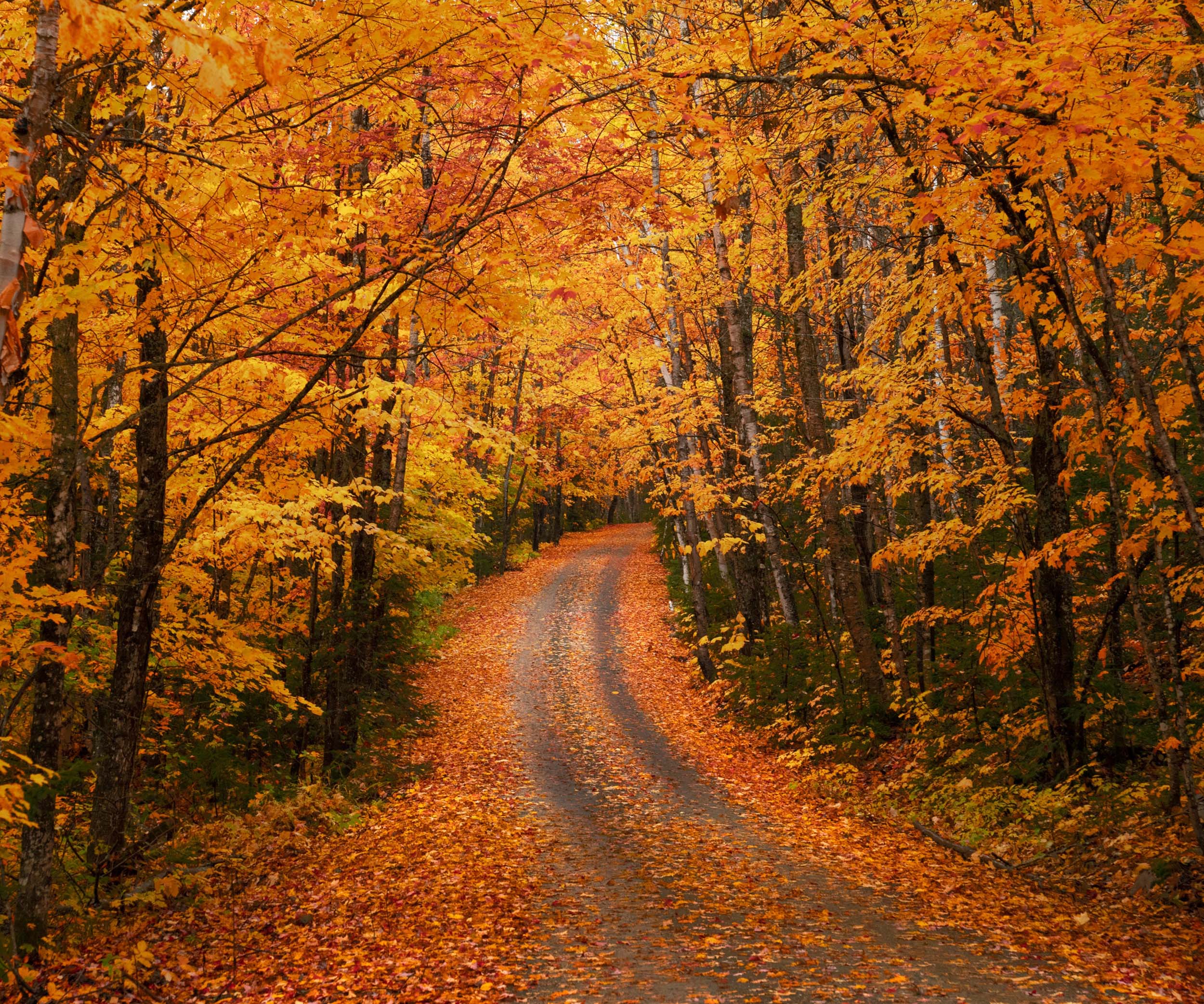 Скачать картинку Осень, Лес, Дорожка, Земля/природа в телефон бесплатно.
